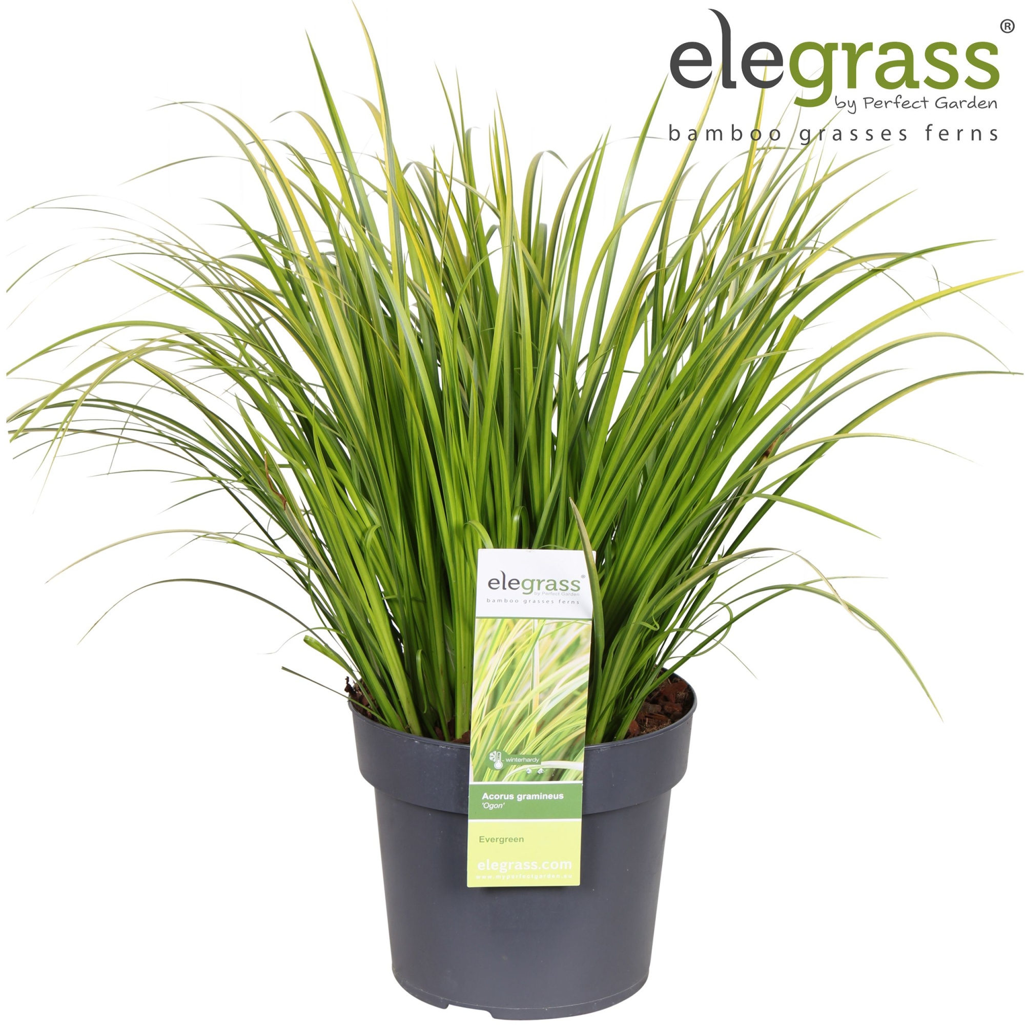 Acorus gramineus Ogon P19, D 19 cm