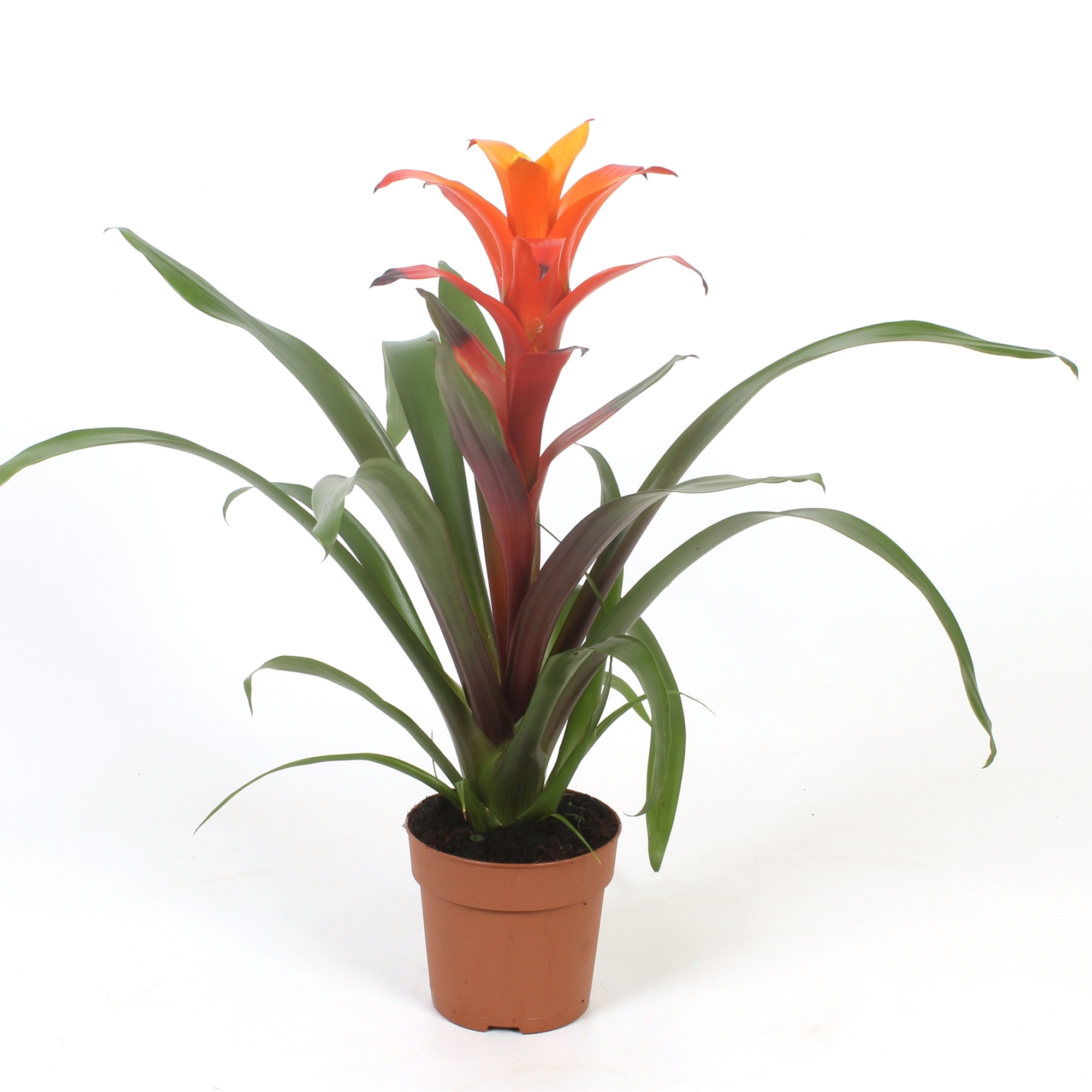 Guzmania Variada, D 12 cm