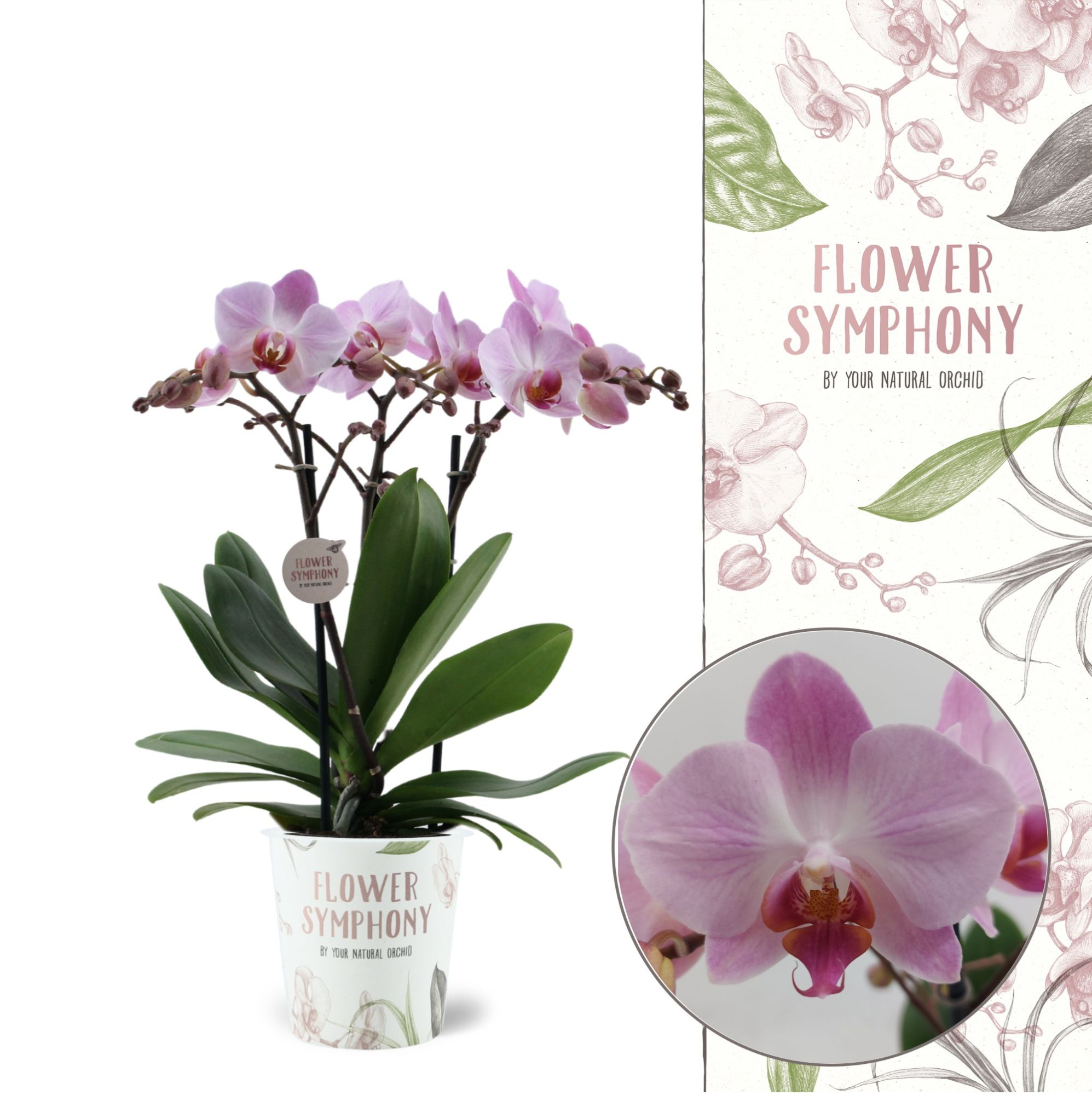 Flower Symphony | Antwerp | Phalaenopsis 3 spike, D 12 cm