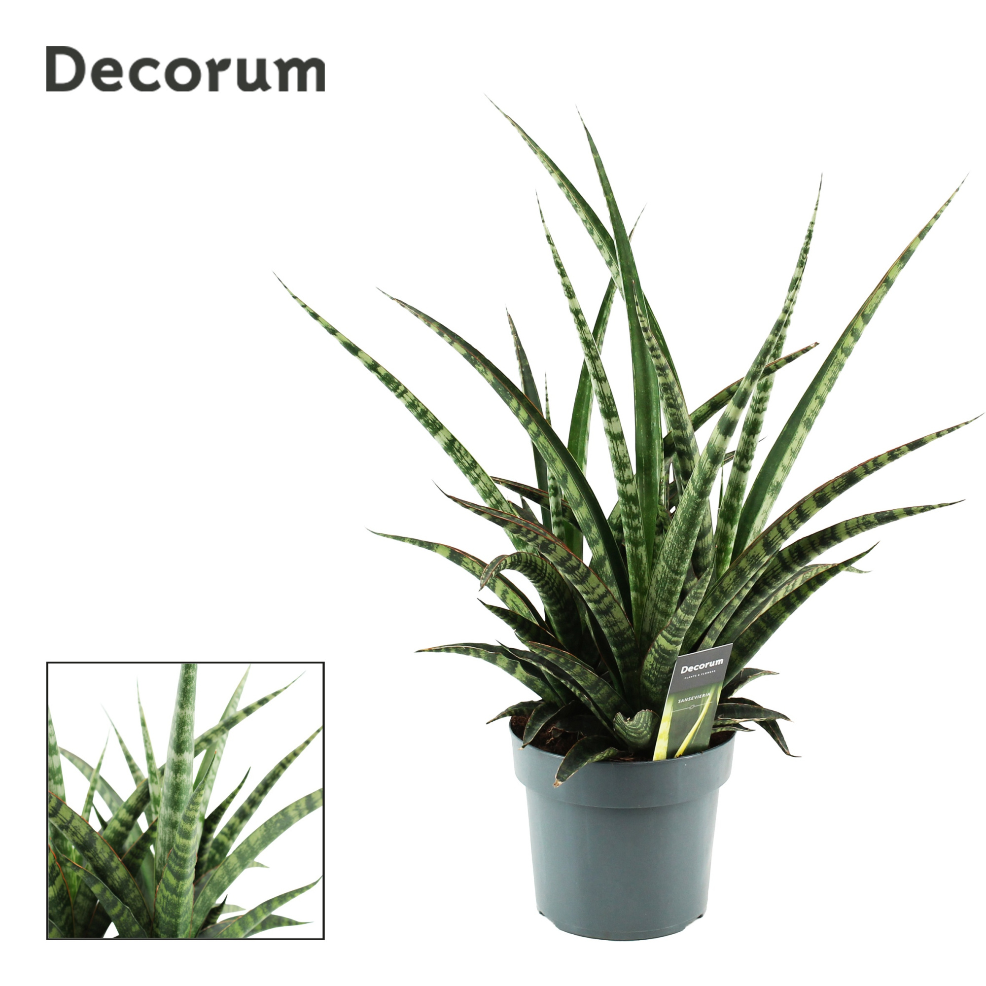 Sansevieria Tiger Crown 17 cm (Decorum), D 17