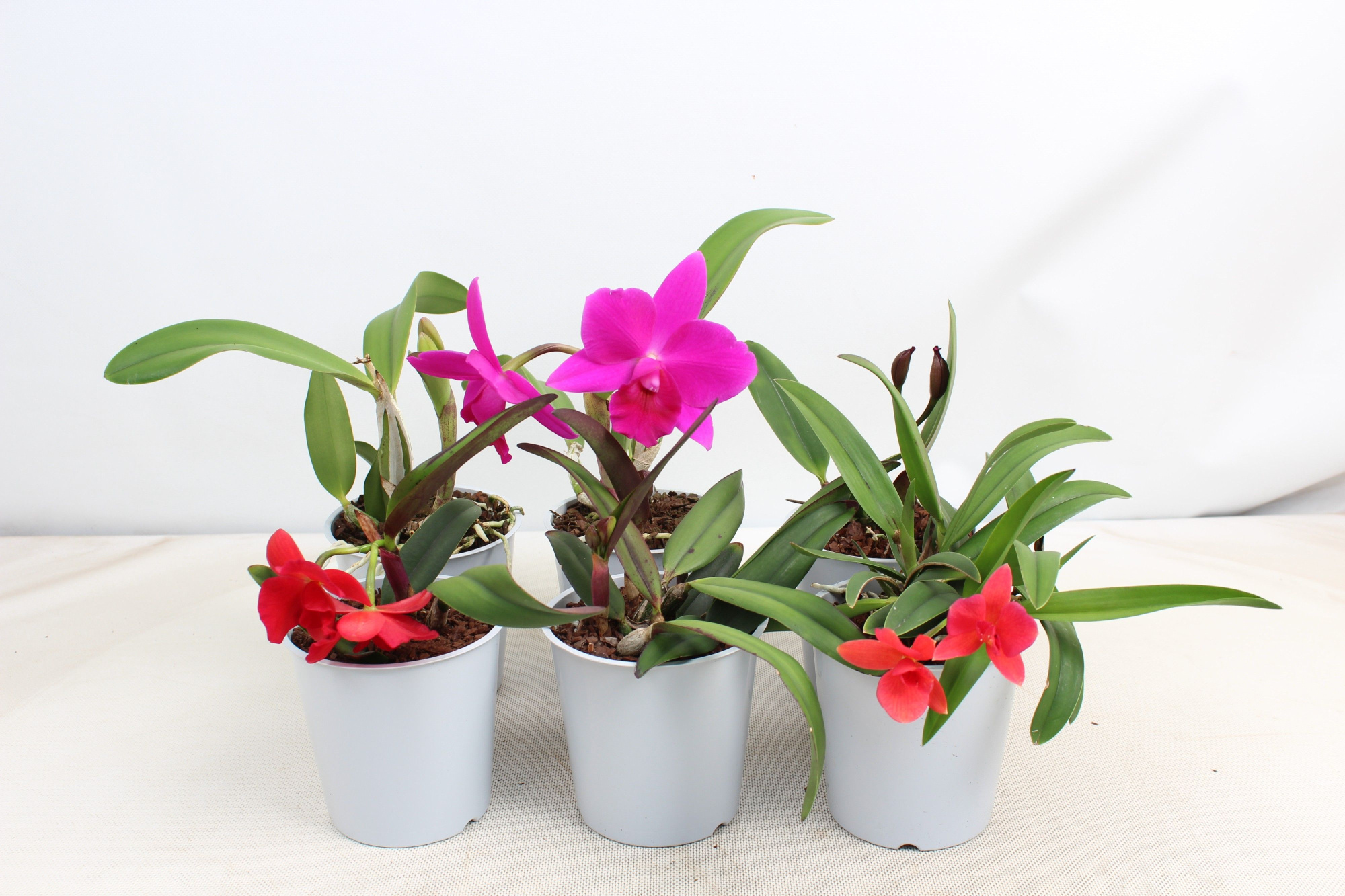 Cattleya kleinbloemig 1 tak 2+ knop 12 cm, D 12 cm