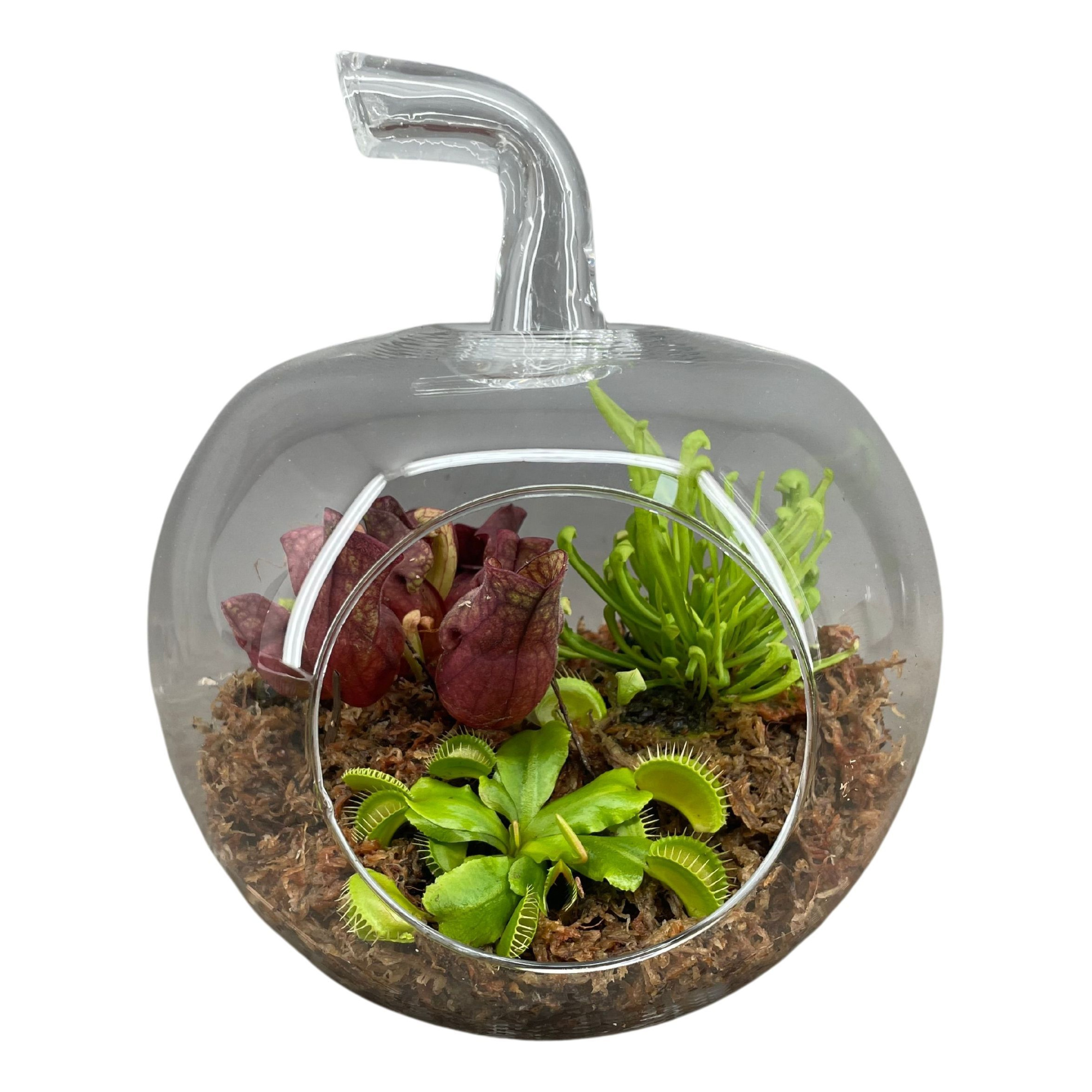 Terrarium in appel glas, D 20