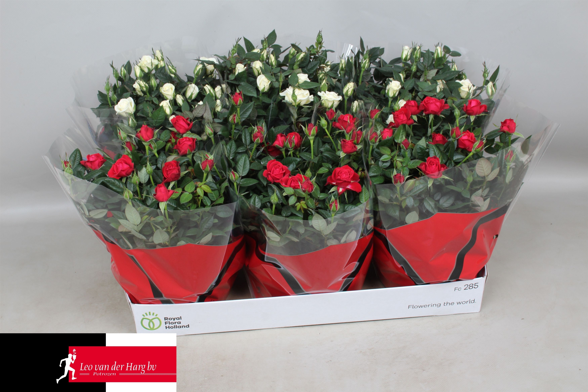 Rosa Kordana Schaal 3 rood, 3 wit, D 21