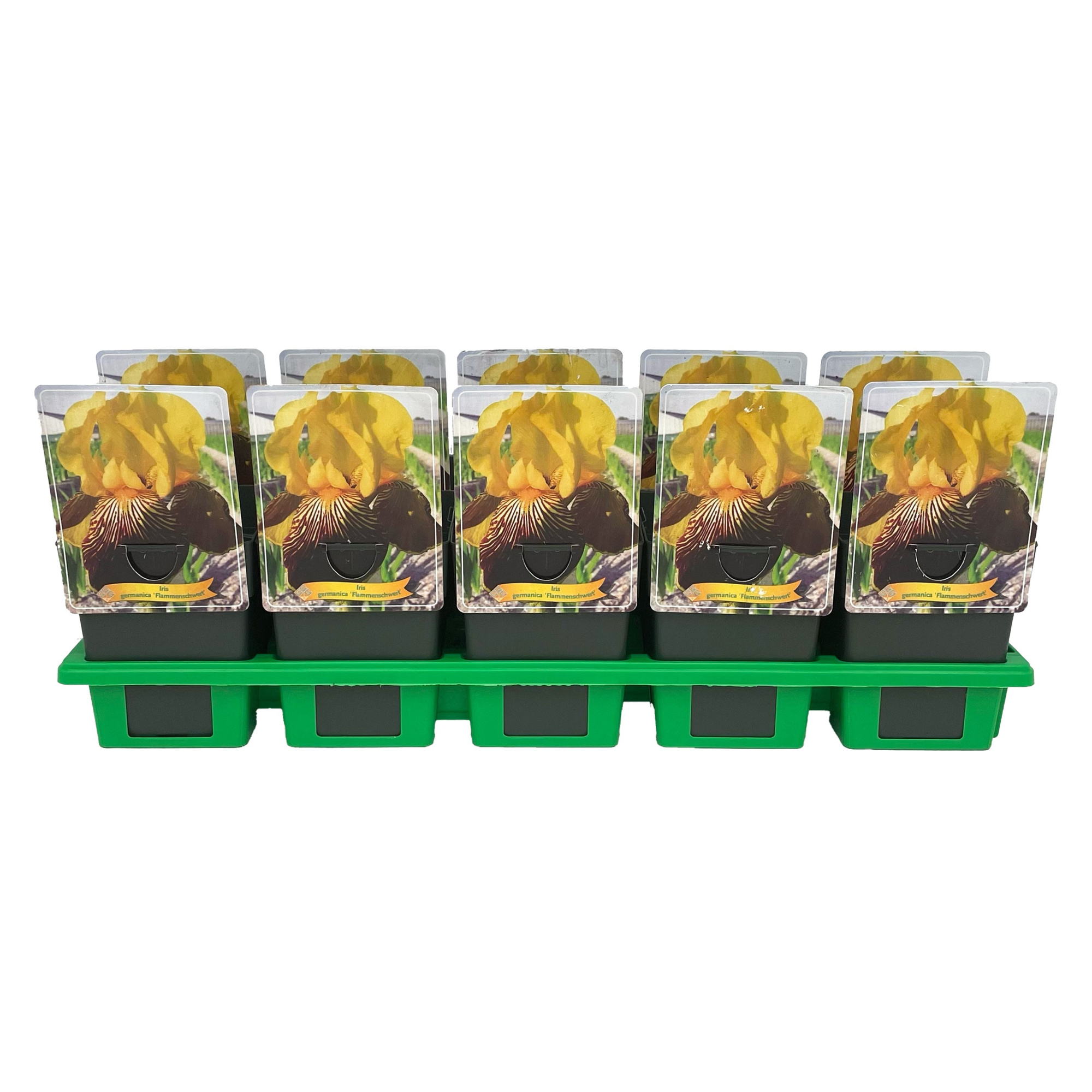 Iris germanica 'Flammenschwert' P11, D 11