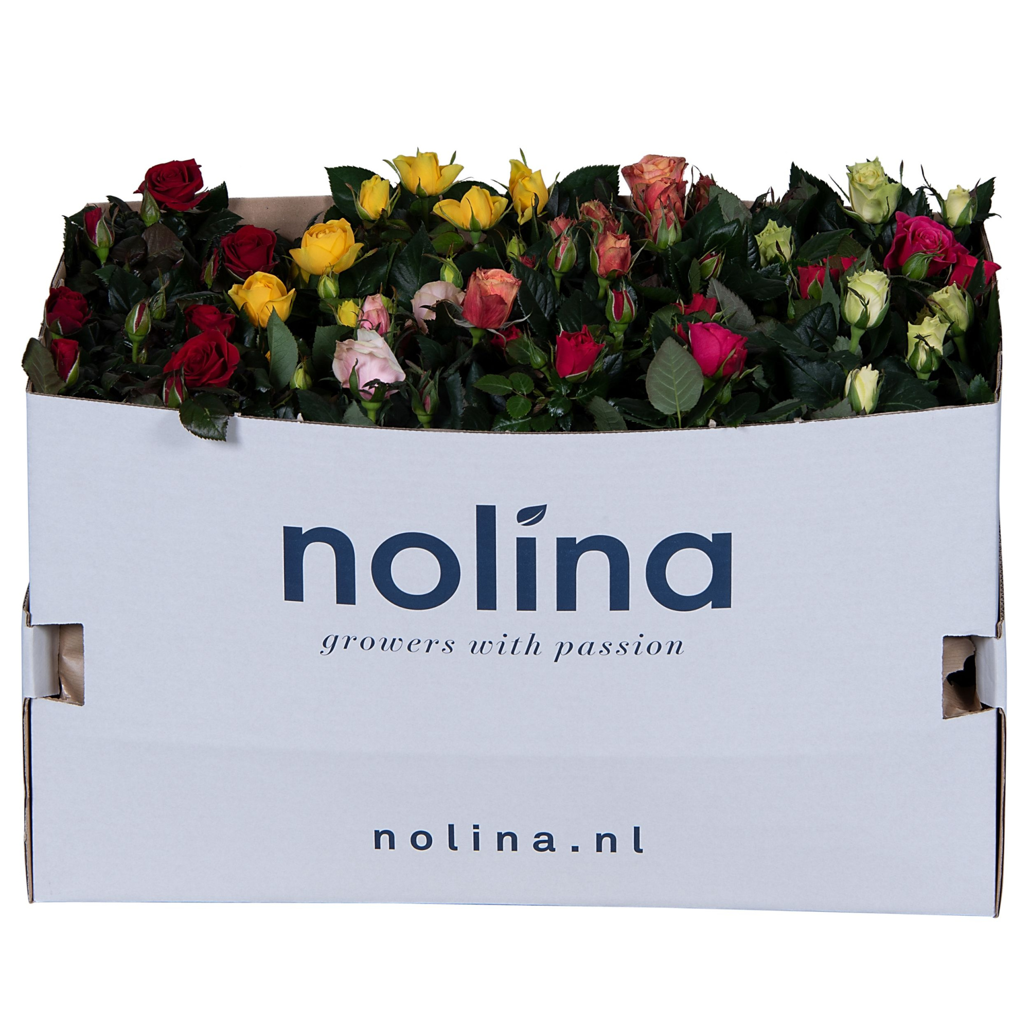 Nolina Roses Ø 13 cm Mix in box st. 1-2, D 13
