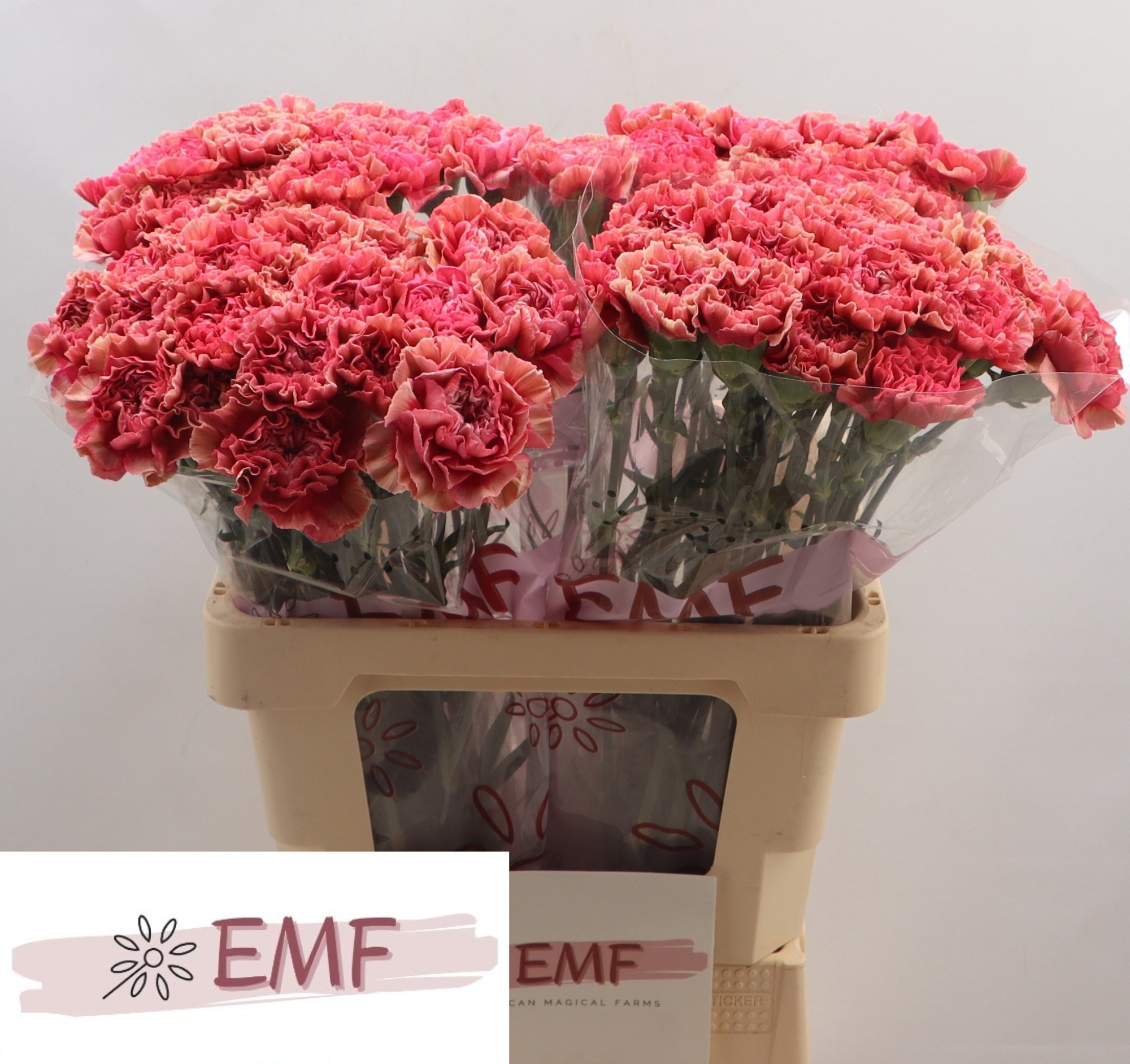 Диантус од. Ипанема, шт.