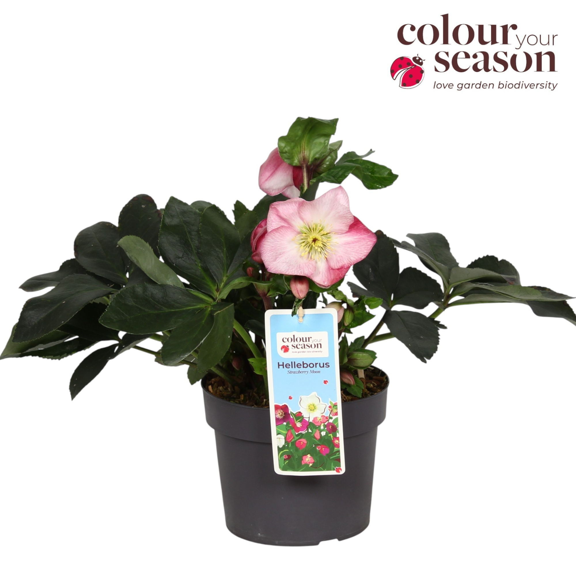 Helleborus Strawberry Moon P19, D 19