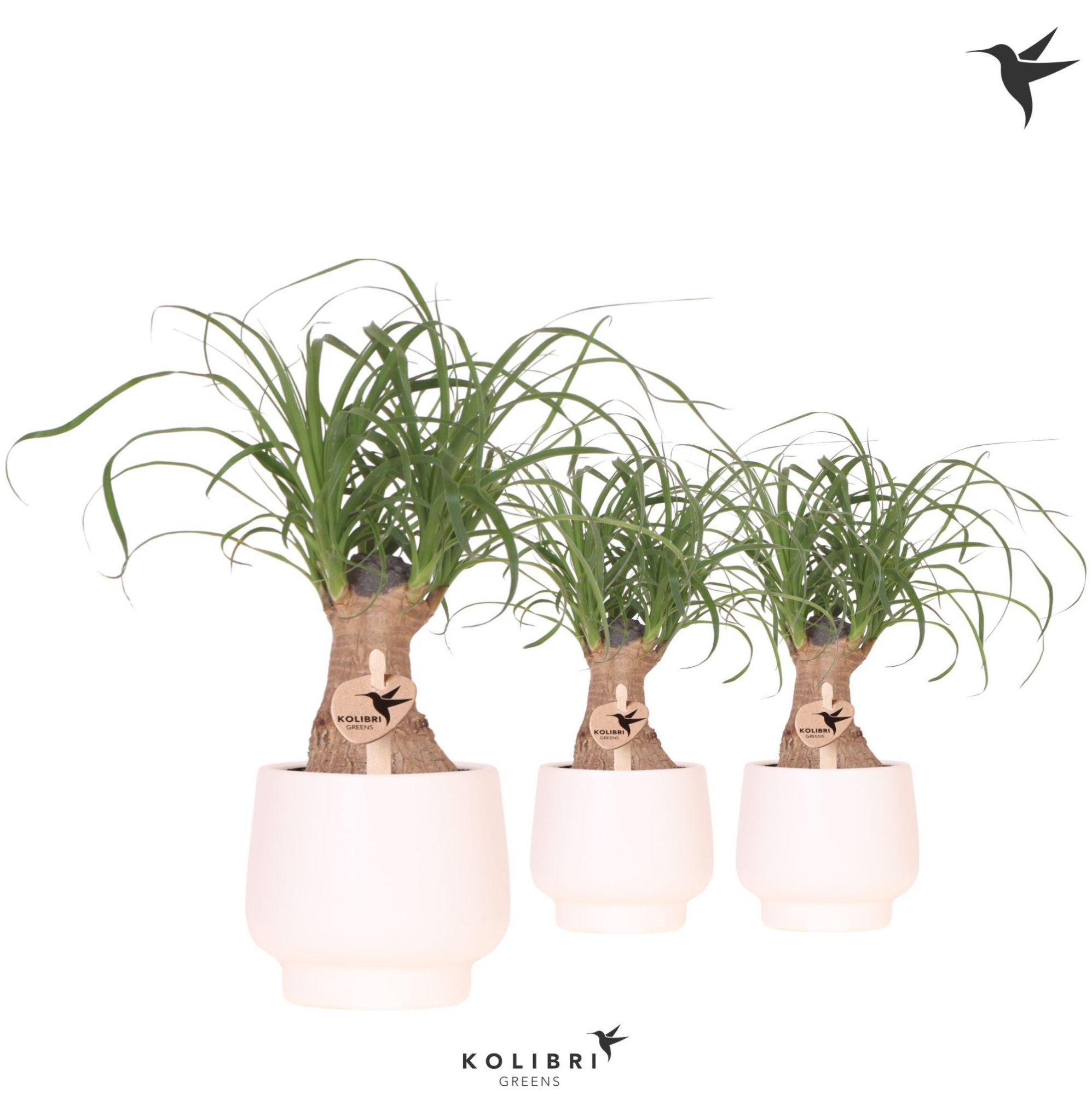 Kolibri Greens Beaucarnea in Scandic pot white, D 9