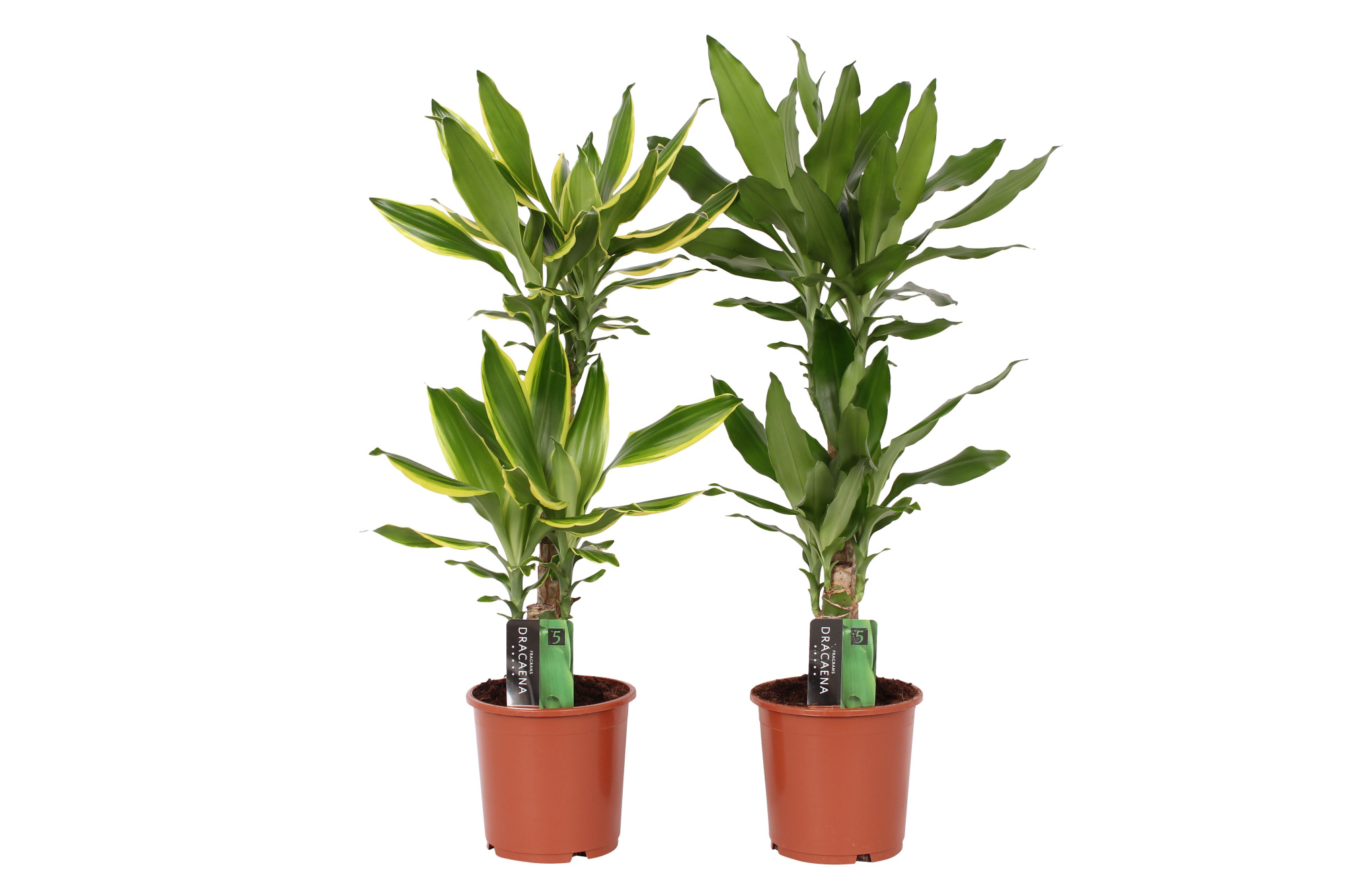Dracaena 2 color mix, 17 cm pot, D 17 cm