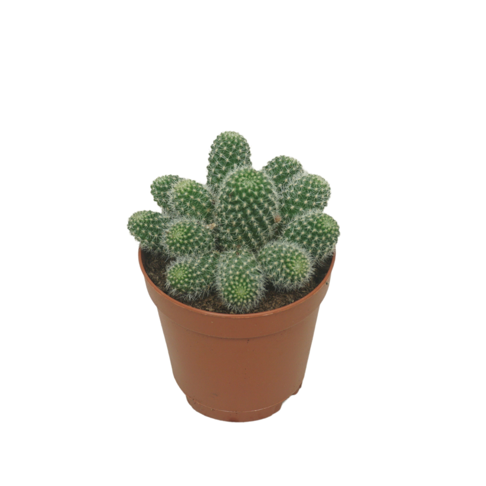 Rebutia 5,5 cm, D 5,5