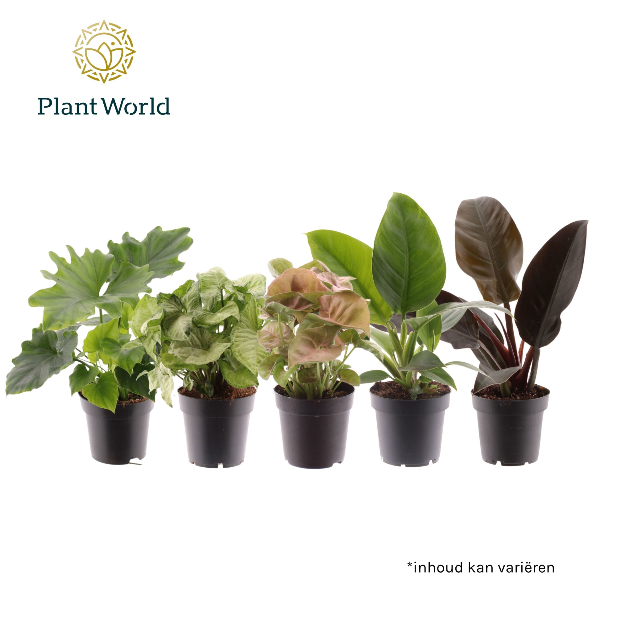 Groenmix (diverse soorten), D 14 cm