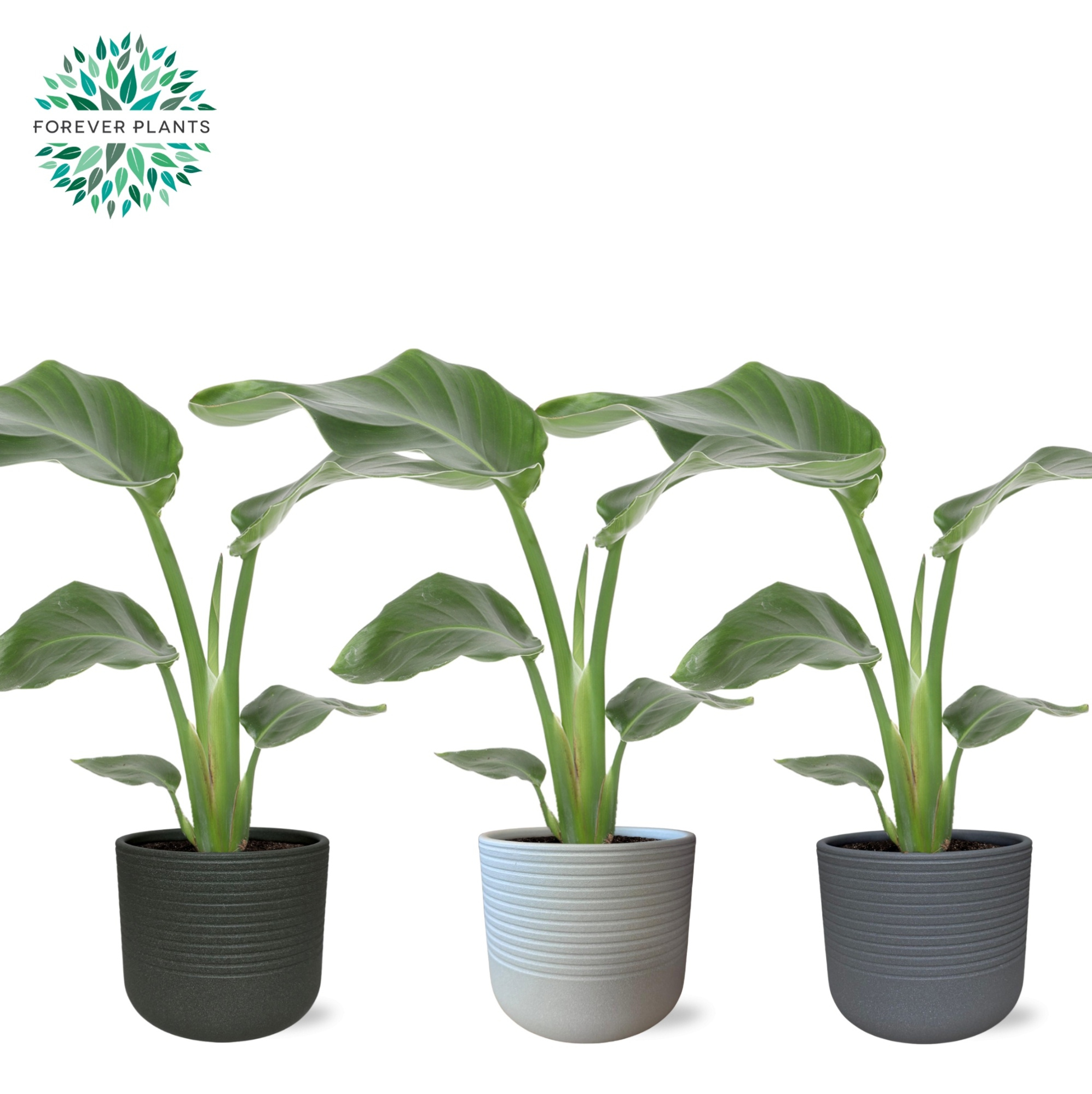 Strelitzia Nicolai p14 in VIVIAN Keramiek, D 14