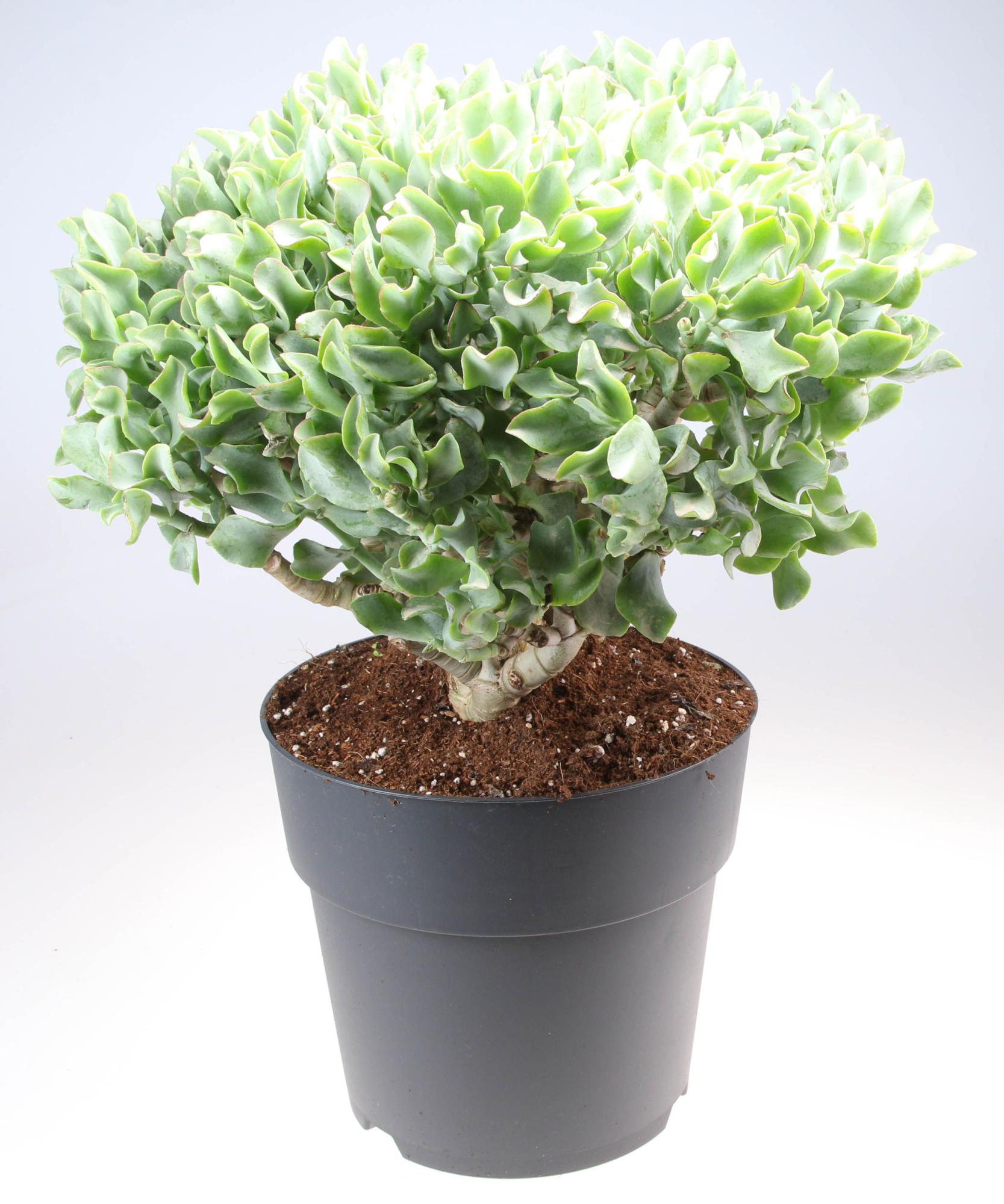 Crassula Aborescens, D 27