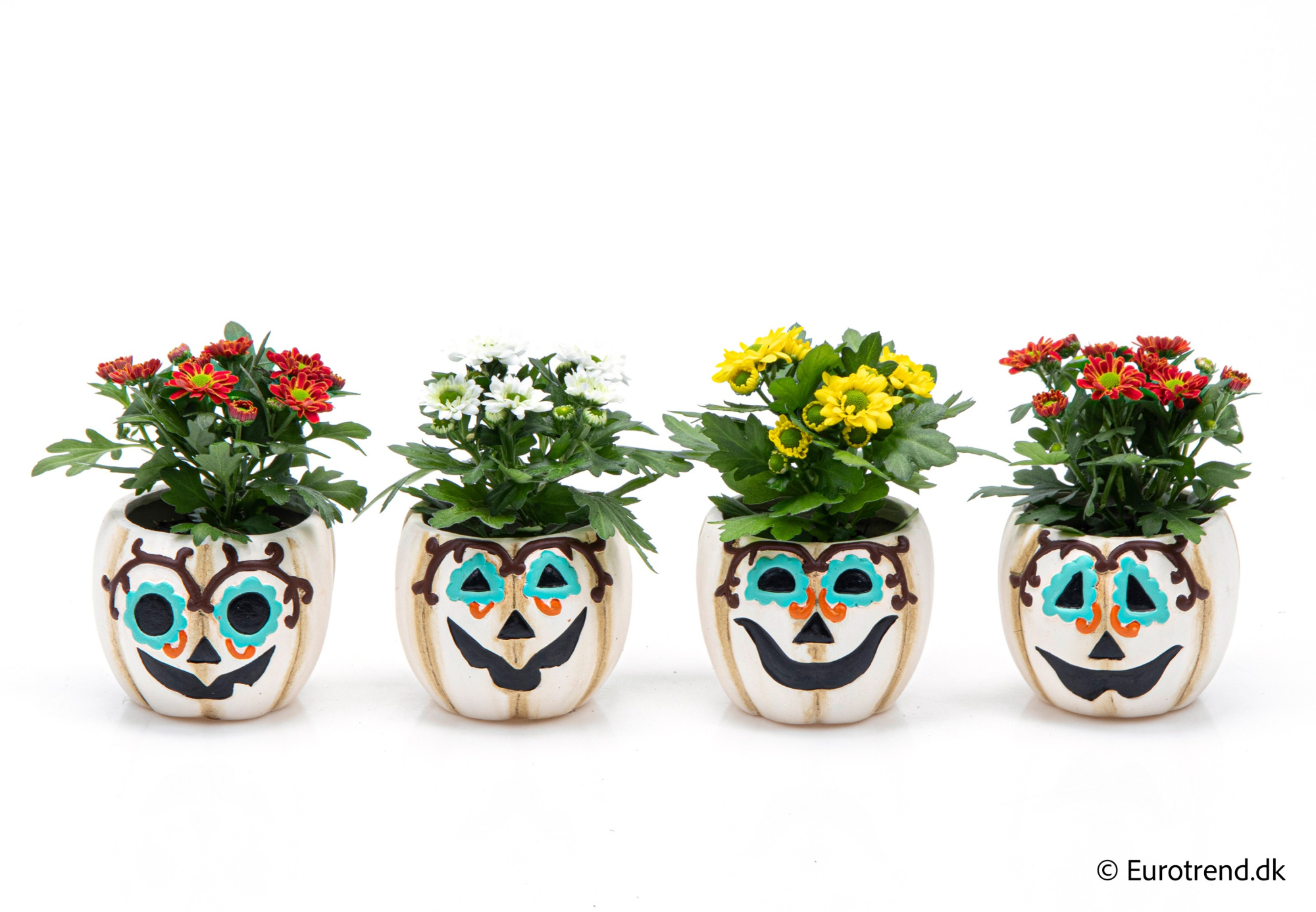 Chrysanthemum in Halloween ceramic 2025, D 6 cm