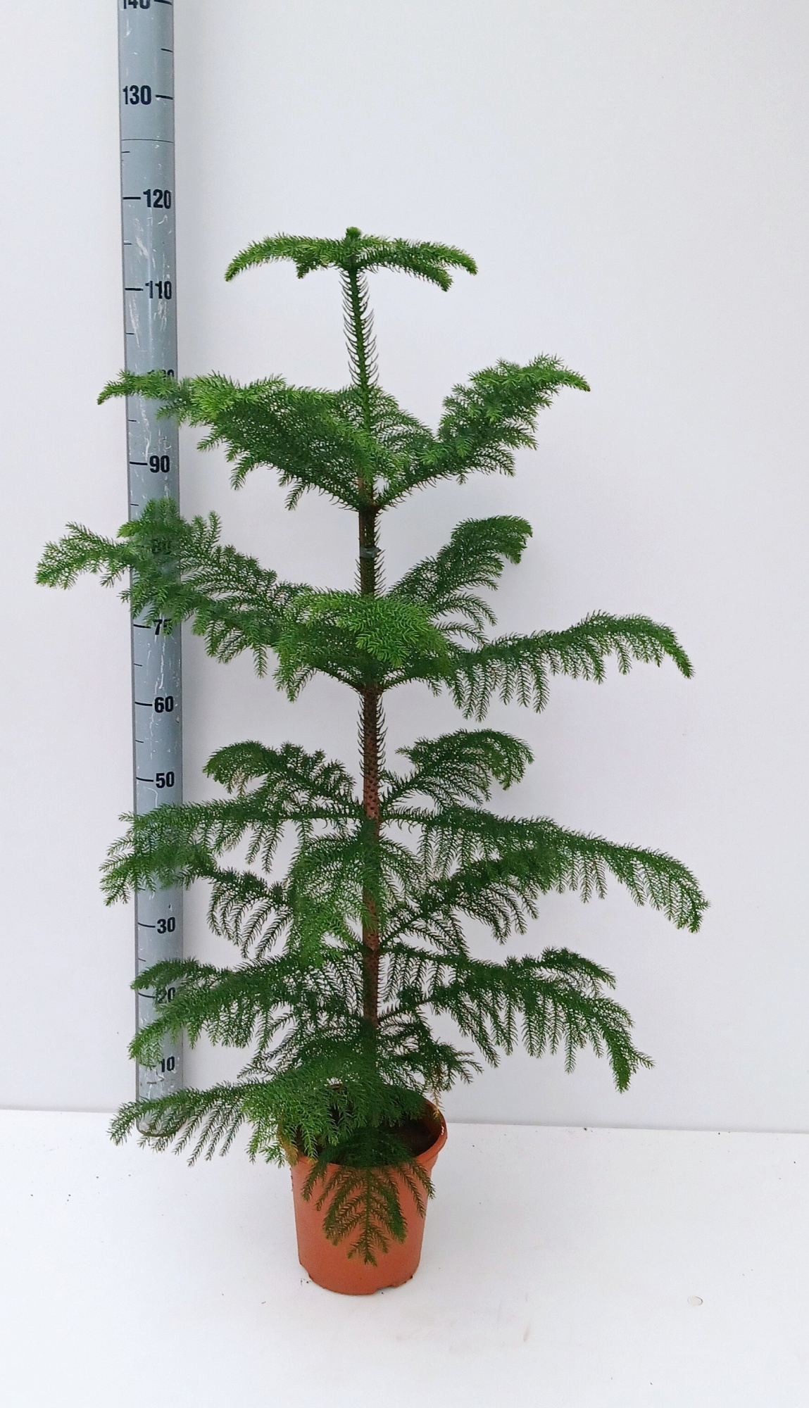 araucaria heterophylla, D 21