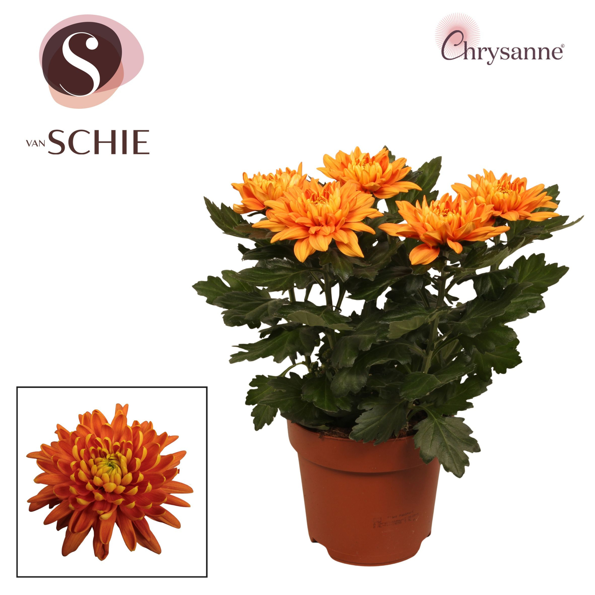 Chrys Zembla Next Orange P17, D 17 cm