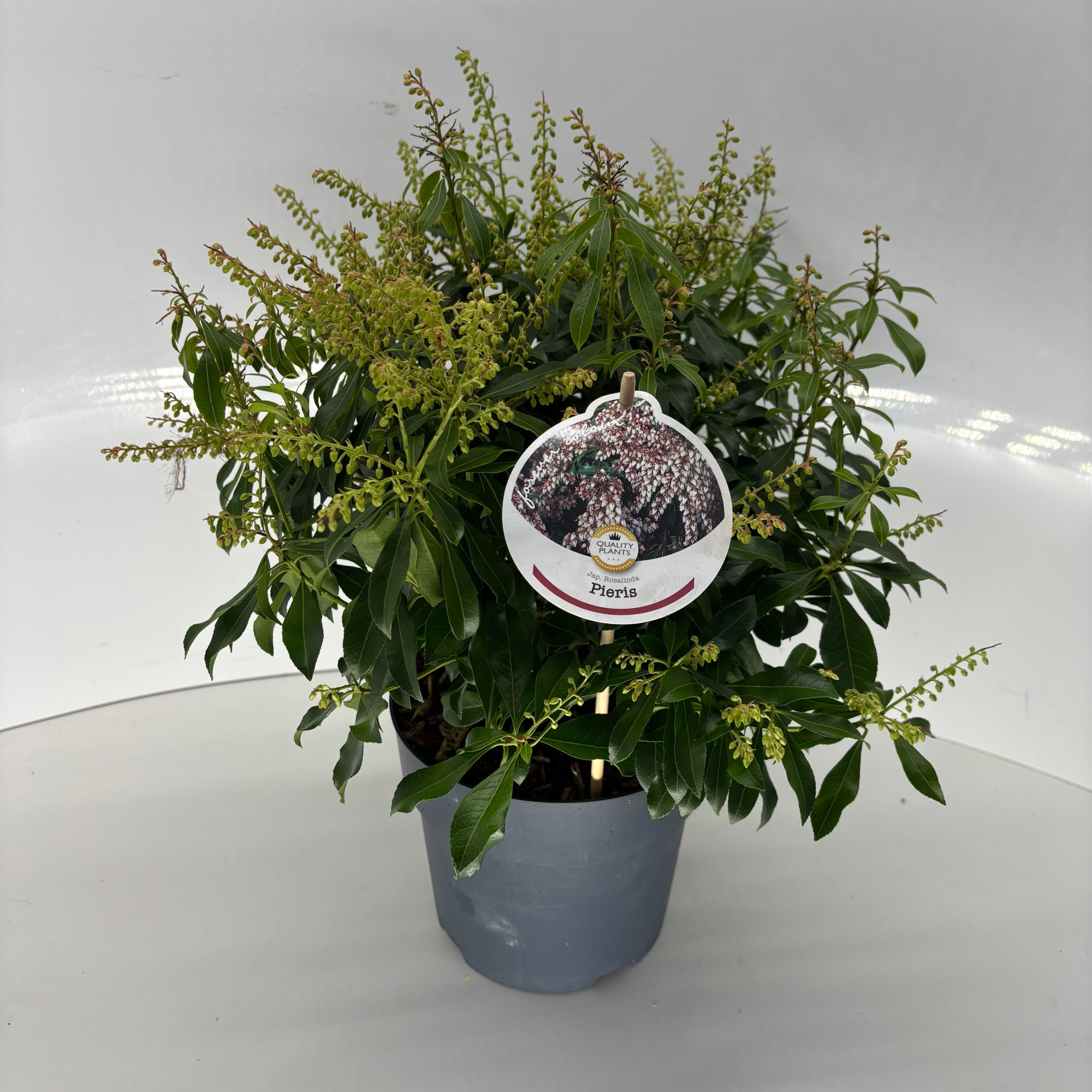 Pieris japonica 'Rosalinda', D 17