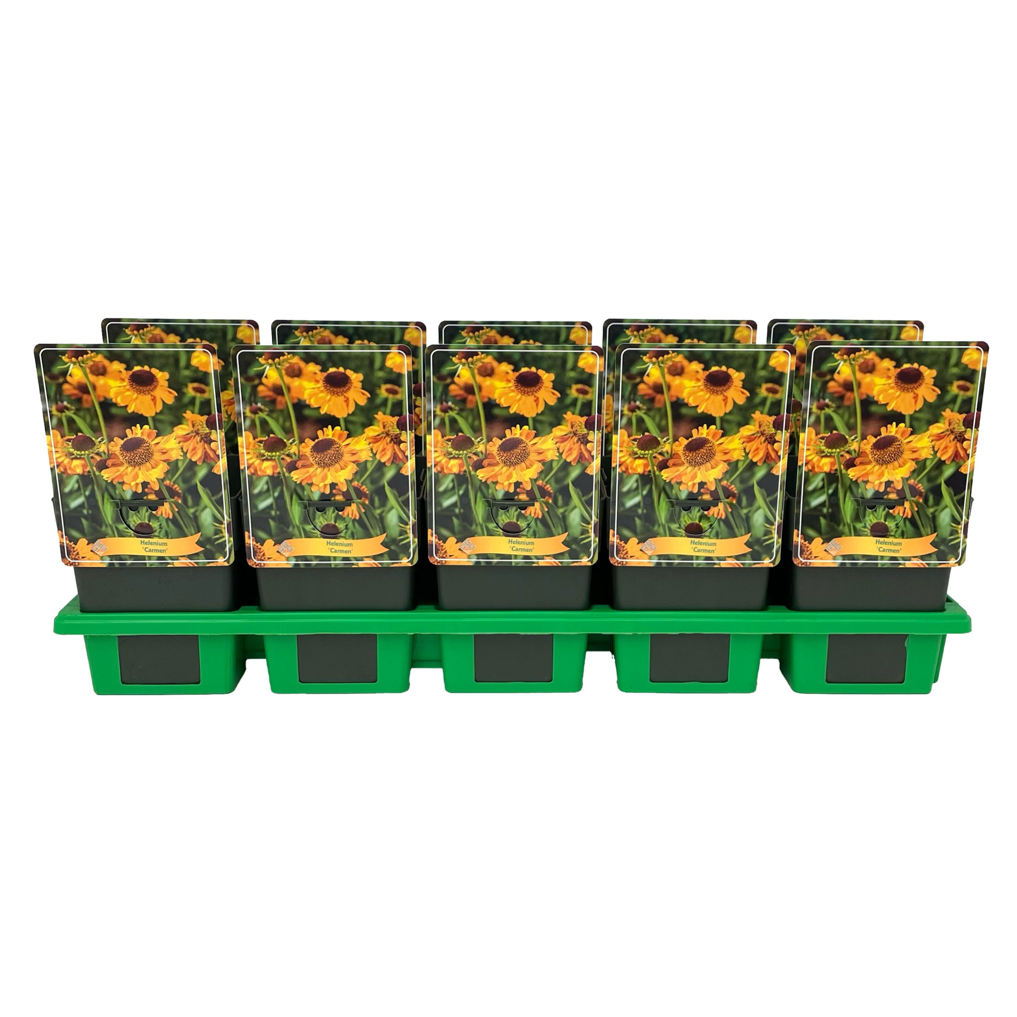 Helenium 'Carmen' P11, D 11