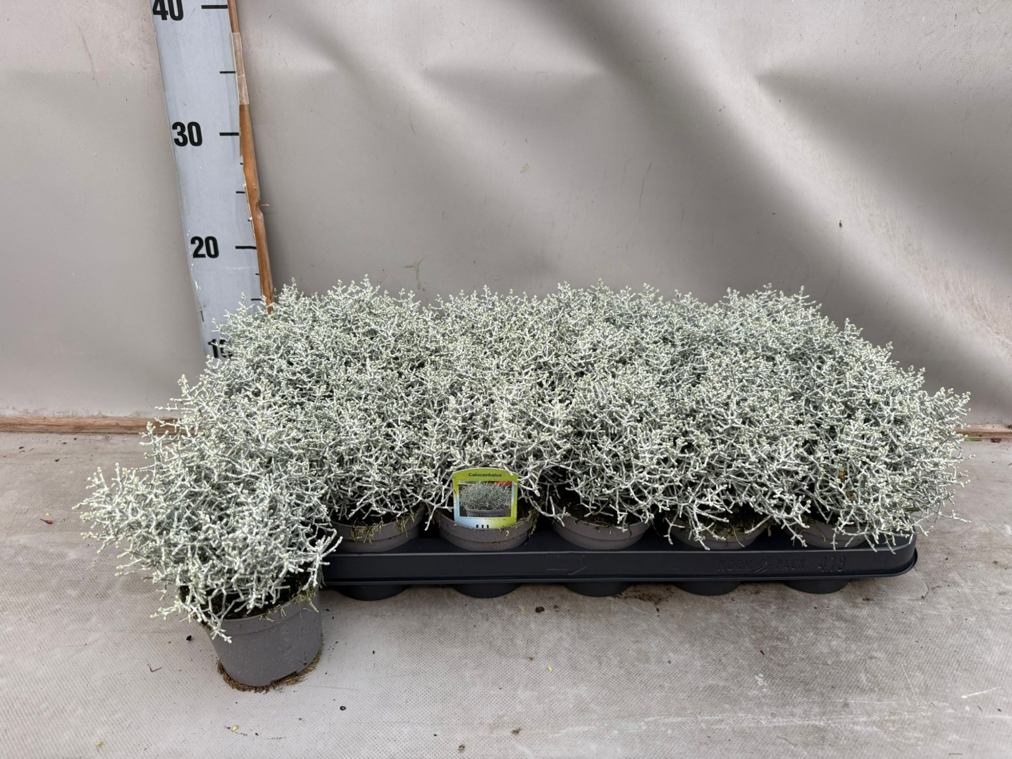 Calocephalus, D 9 cm