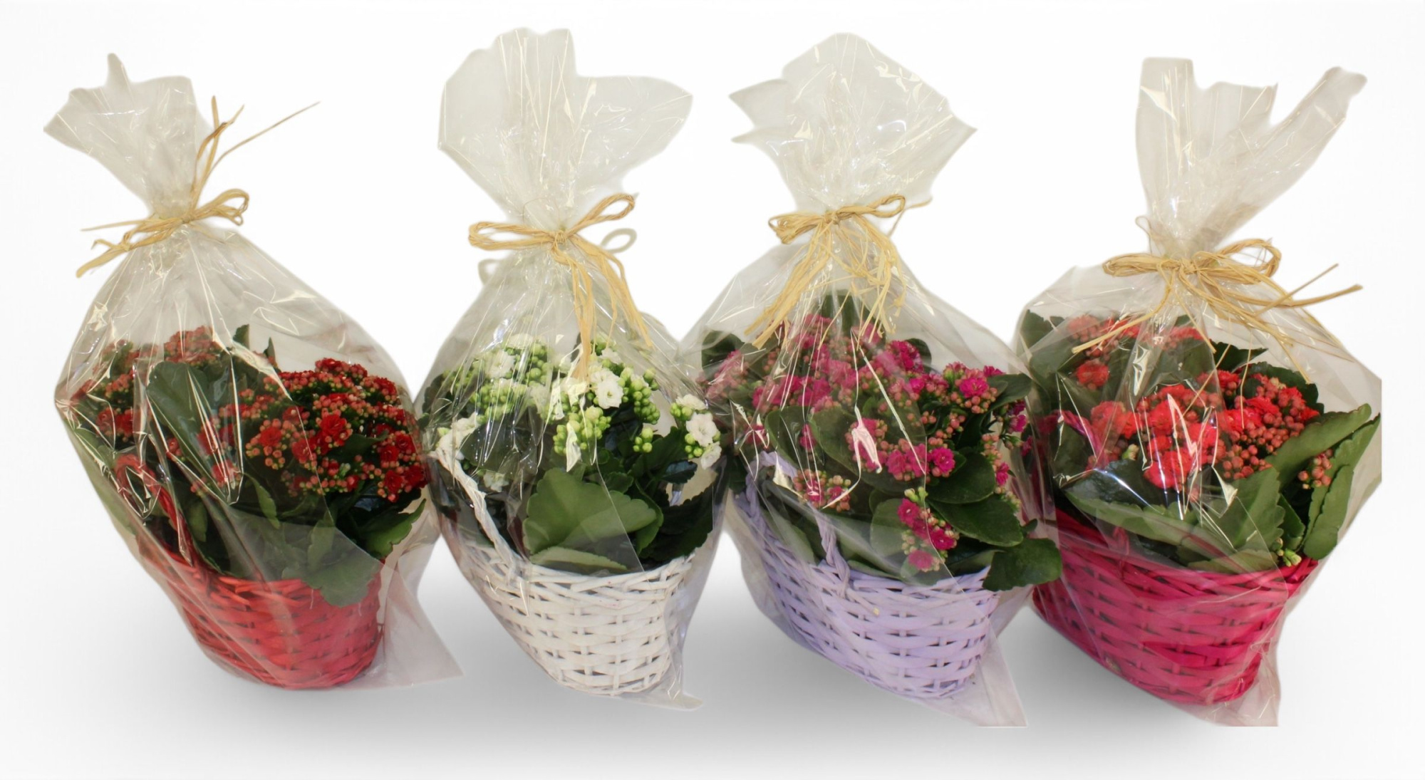 Calandiva Duomand Mix in Floristenhoes, D 24 cm