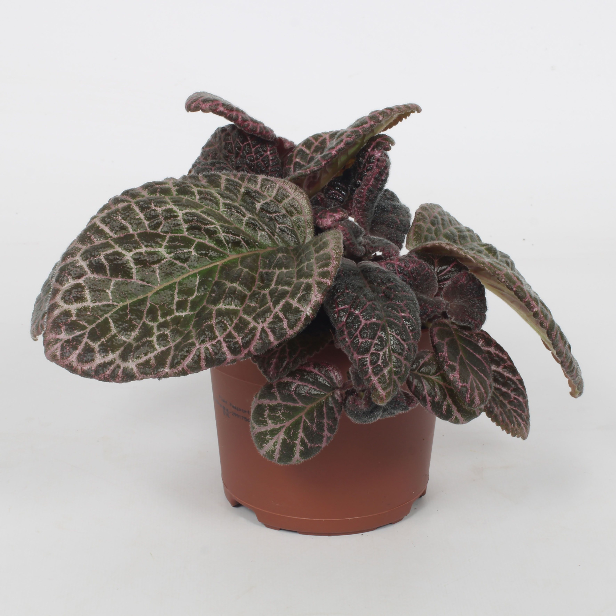 Episcia Red Crocodile 12CM, D 12 cm