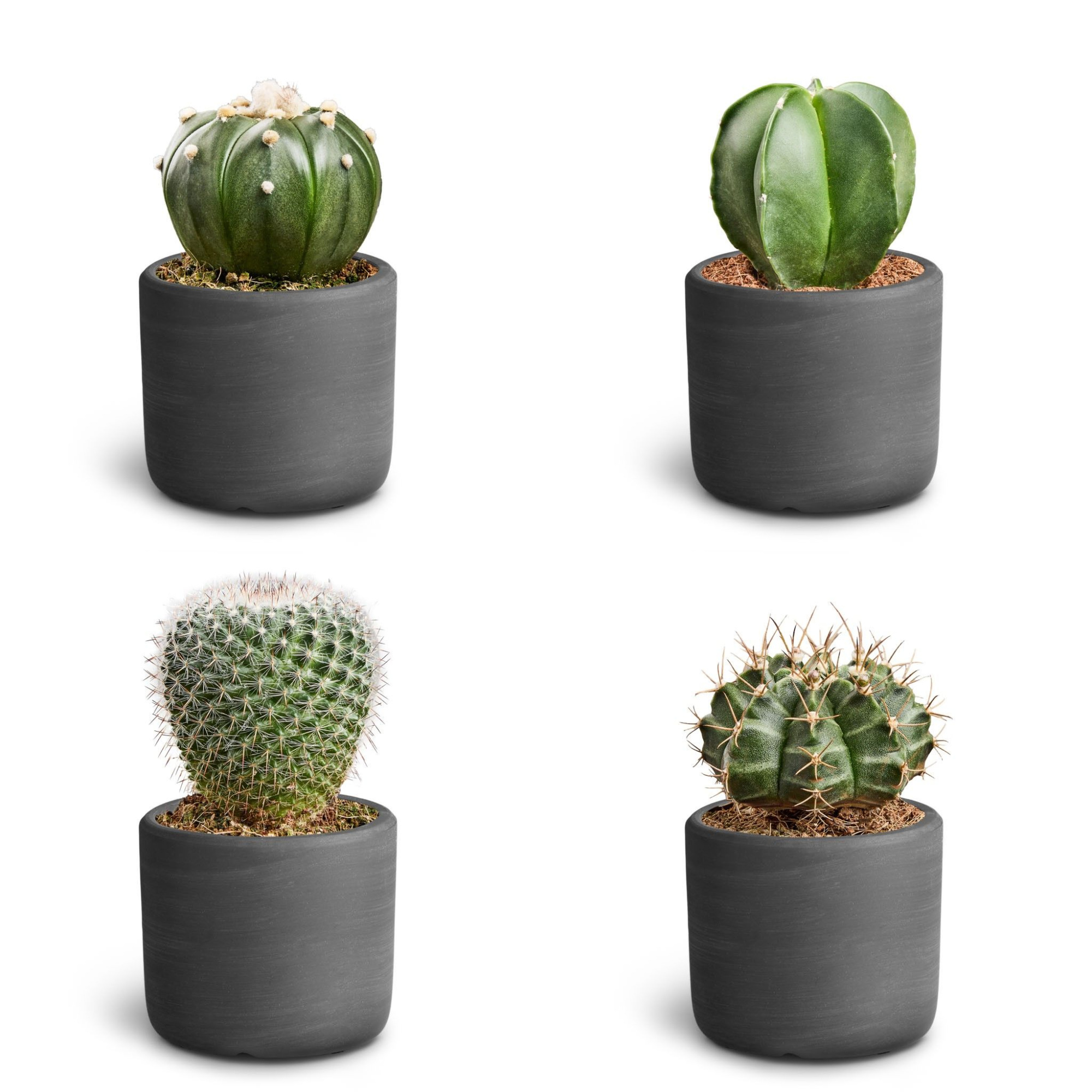 Raw Black, Cactus Collection, D 7 cm