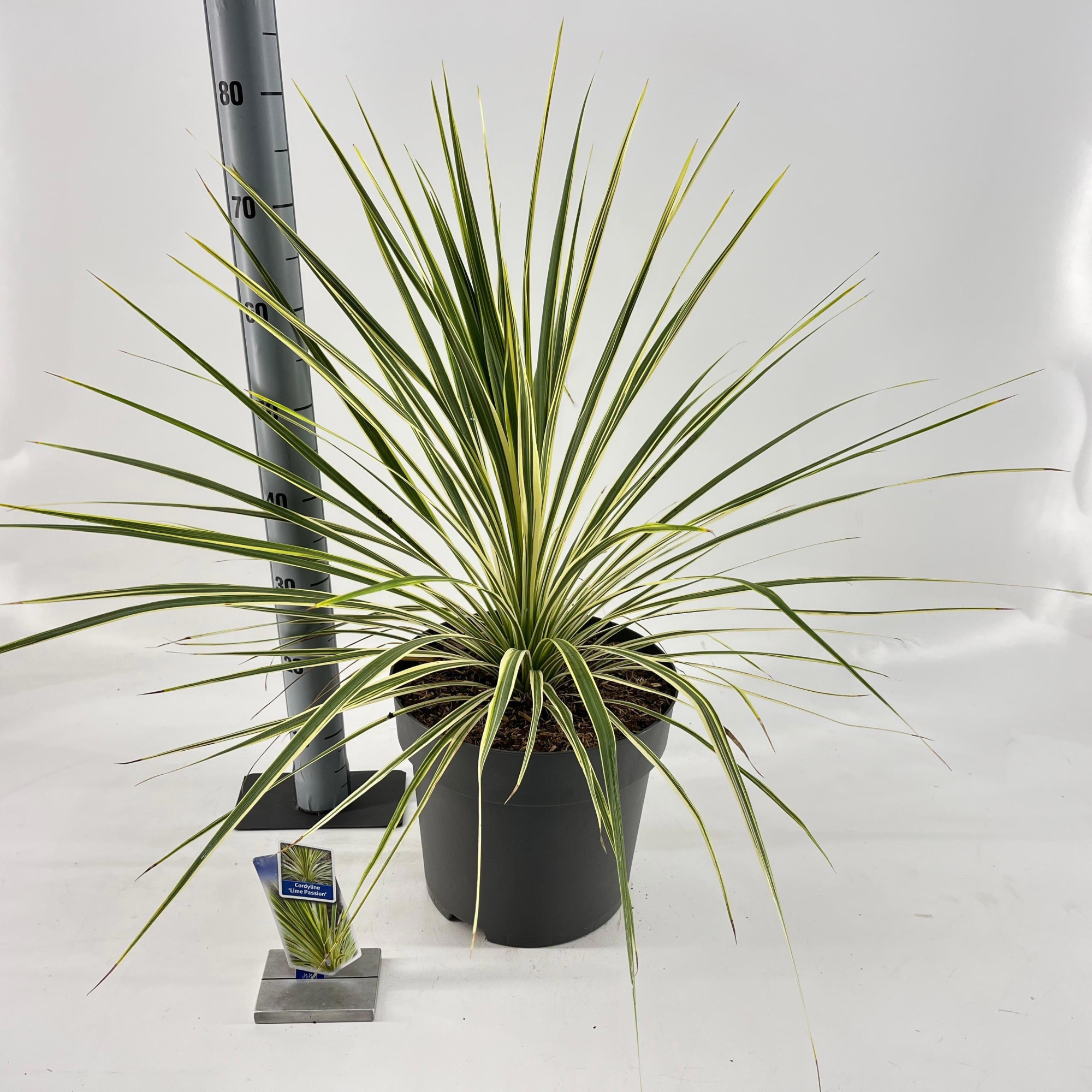 Cordyline australis 'Lime Passion', D 32 cm