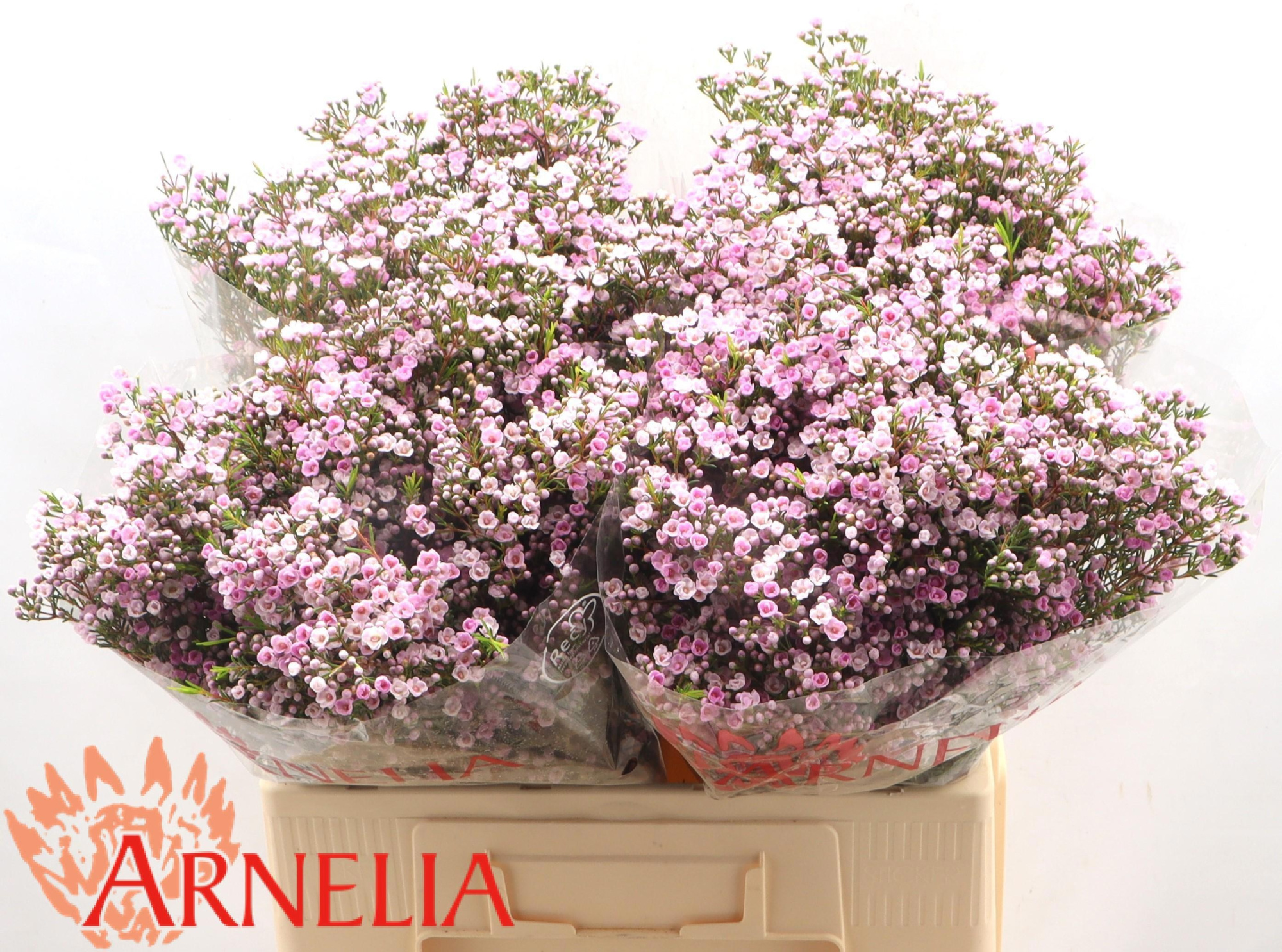 Шамелациум Пируэт 60, шт.