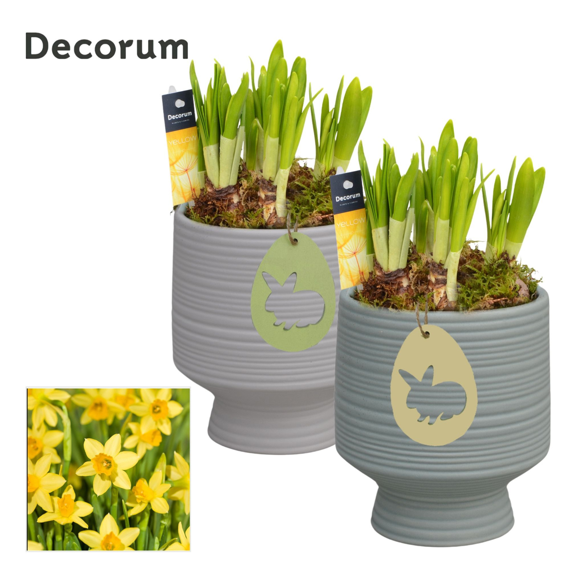 Narcis Pot sur Pied [YELLOW], D 13
