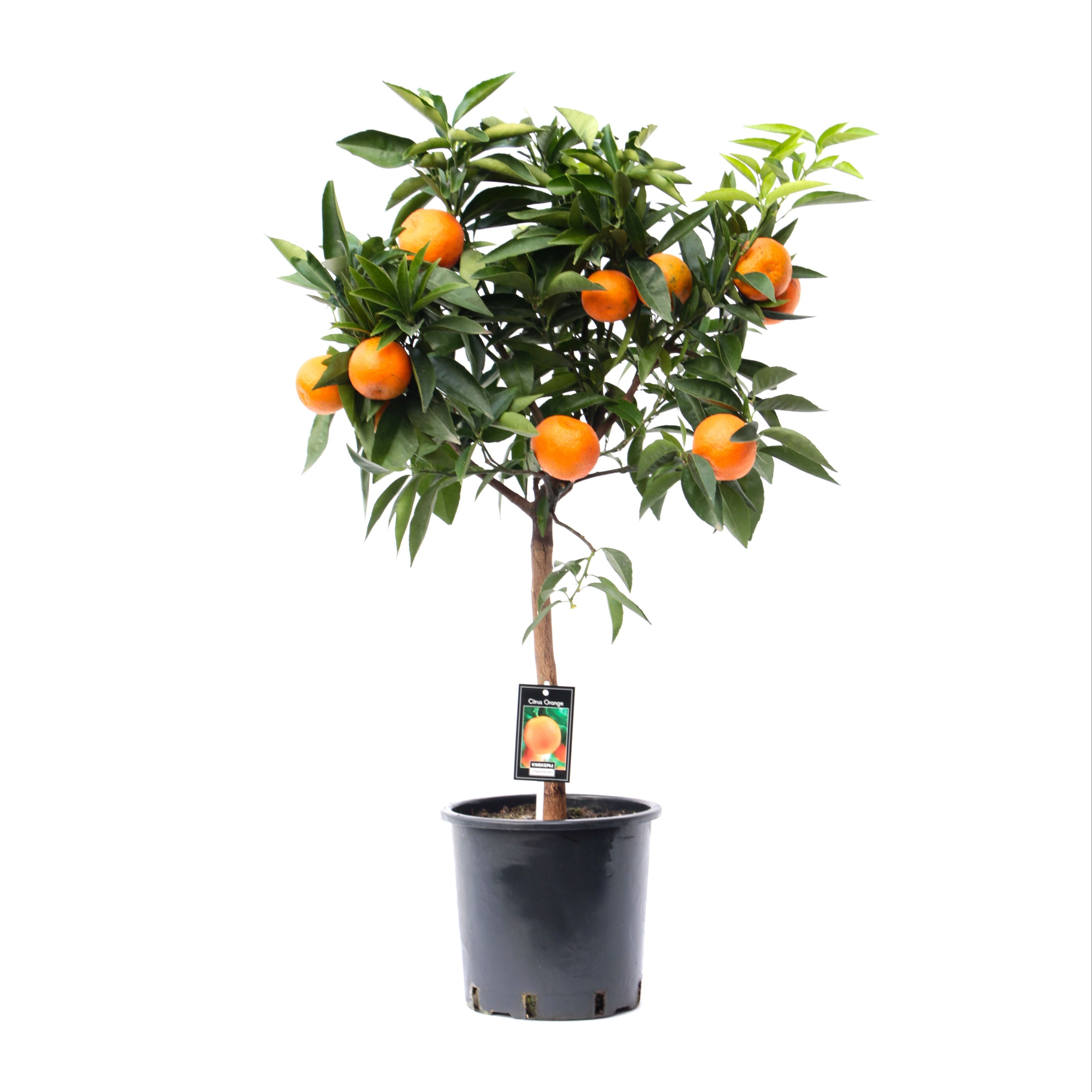 Citrus Orange, D 22