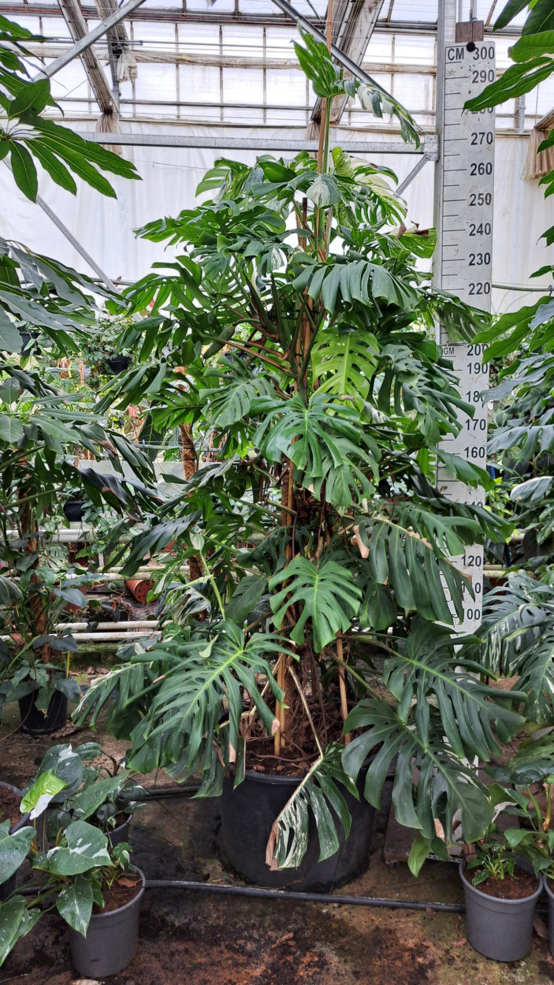 Monstera Deliciosa bush XXL 300, D 73