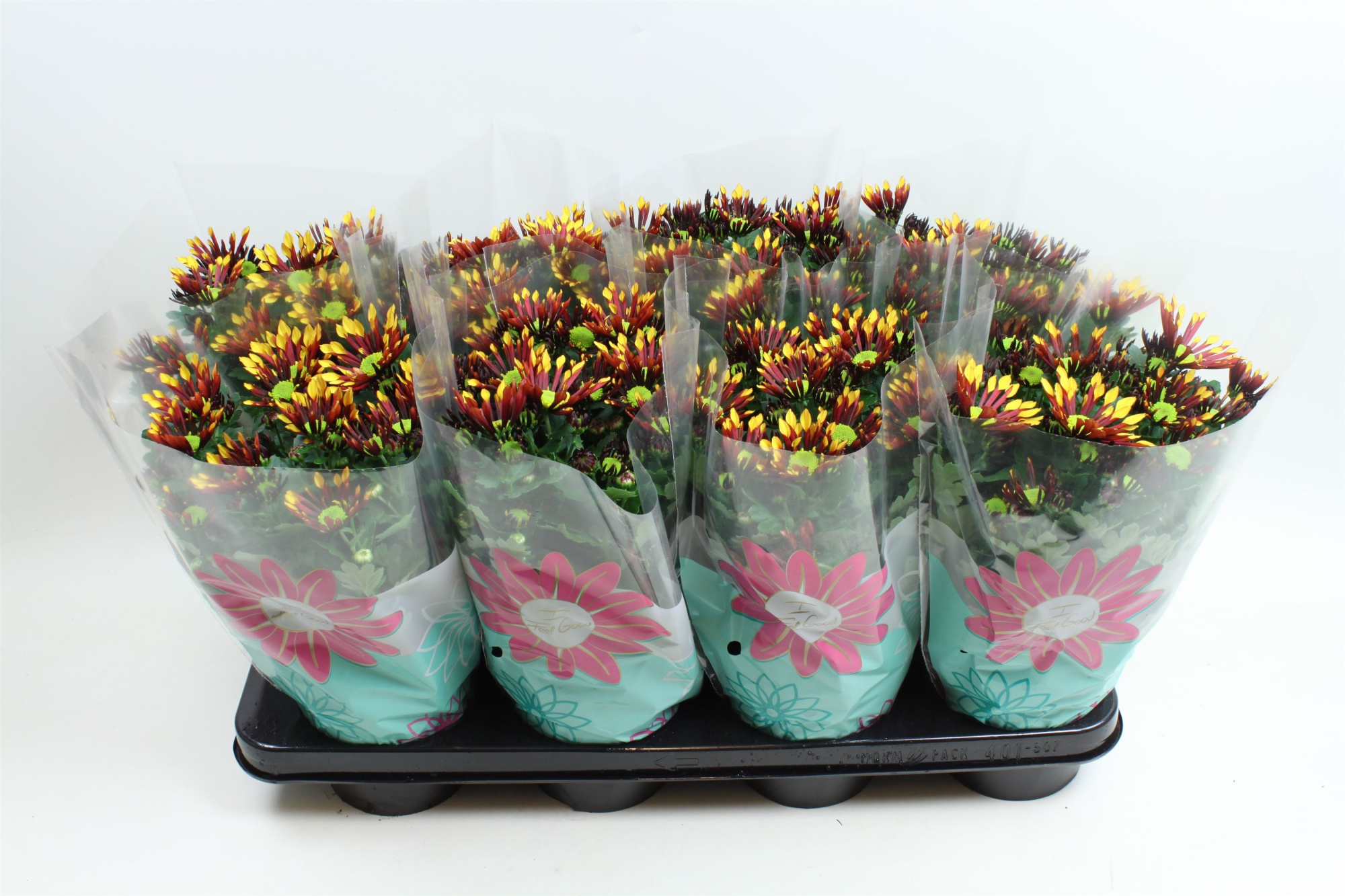 Chrysant Splash Energy, D 14