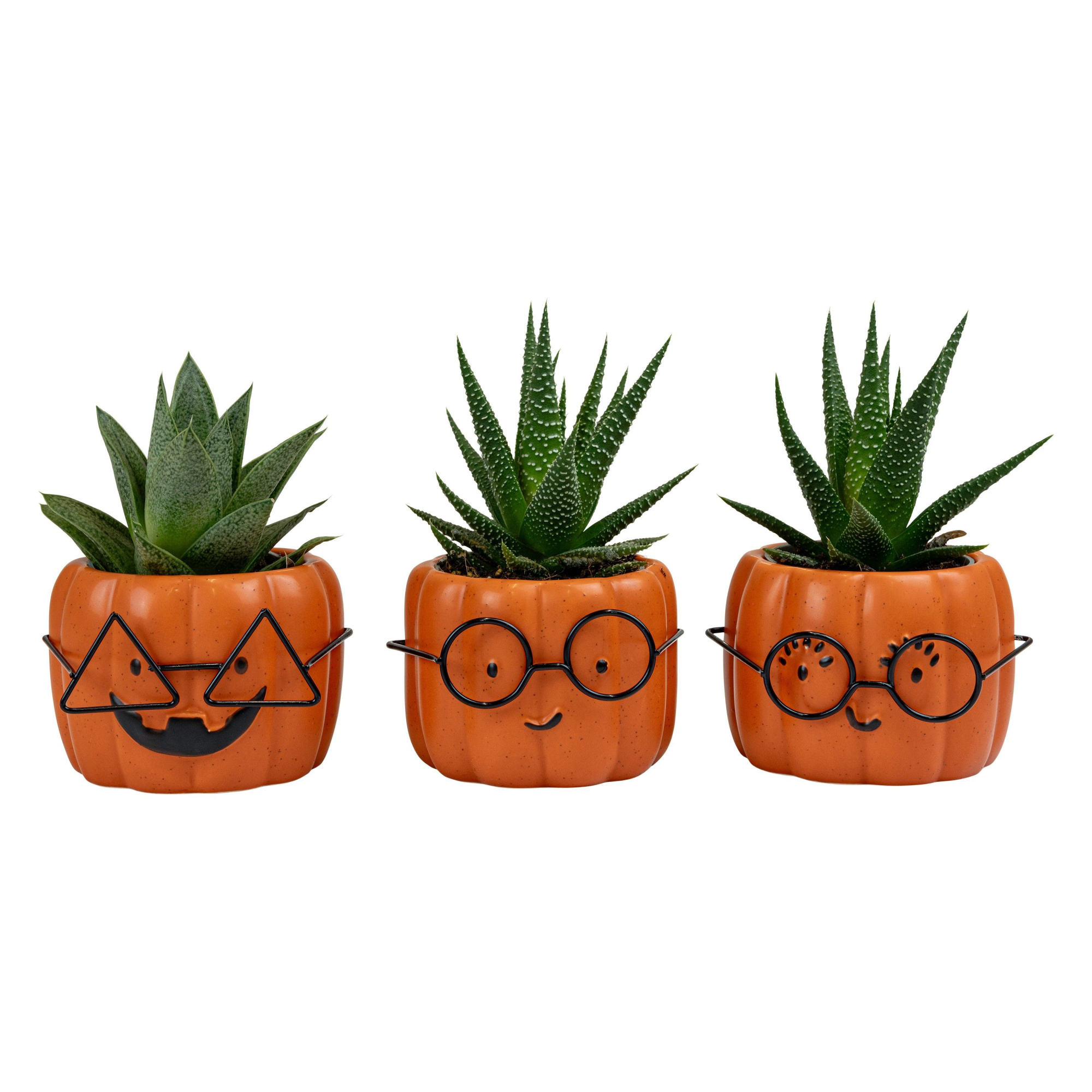 Smarty Pumpkin with Succulent mix, D 6 cm