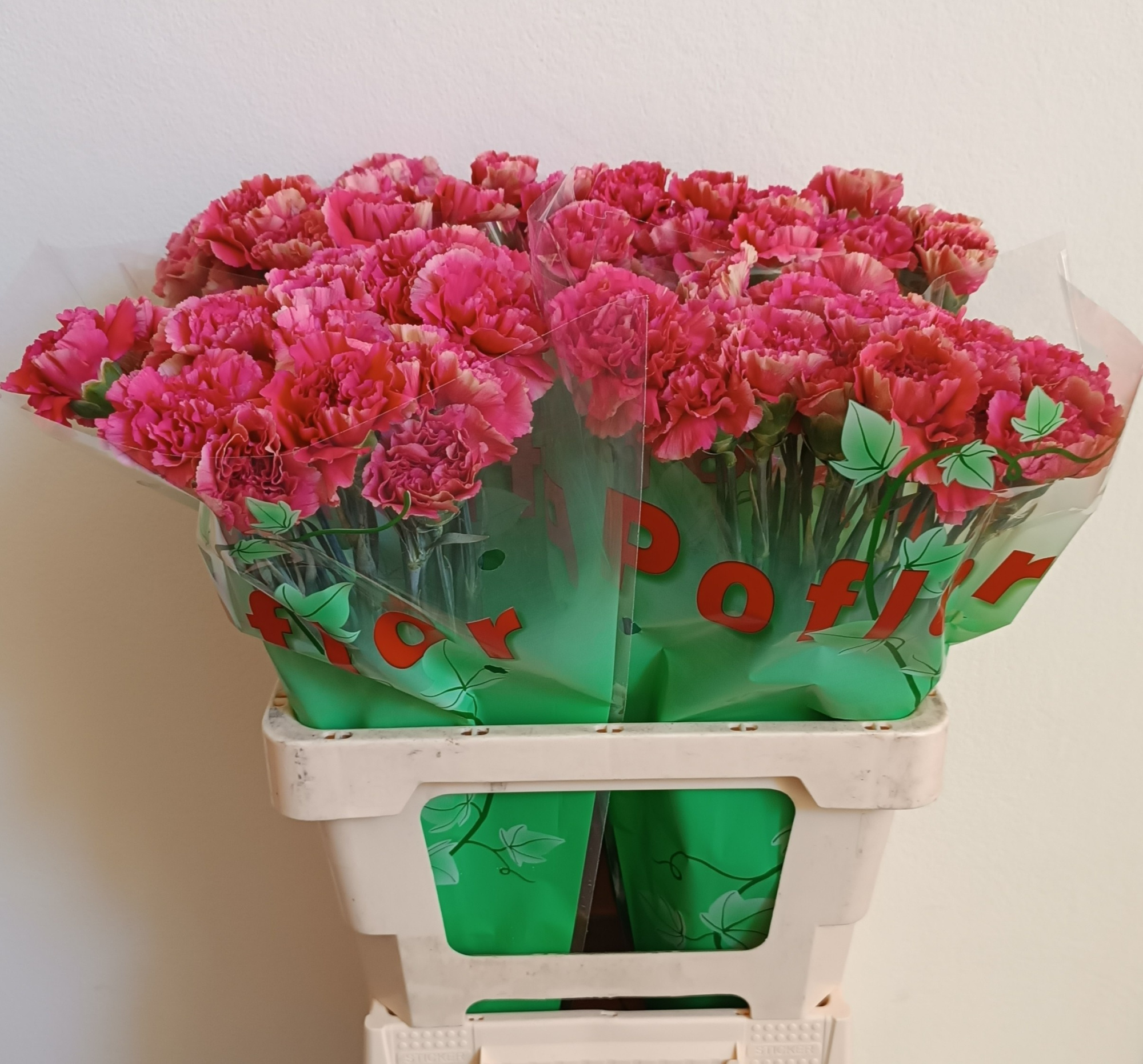 Диантус од. Майолика, шт.