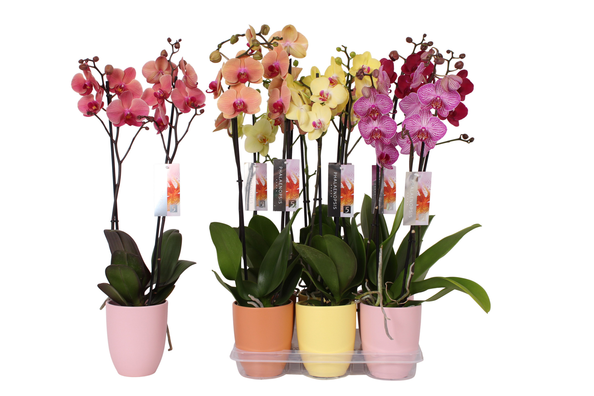 Phalaenopsis mix, 2-spike Orange, Yellow and Pink Ceramics, D 12 cm
