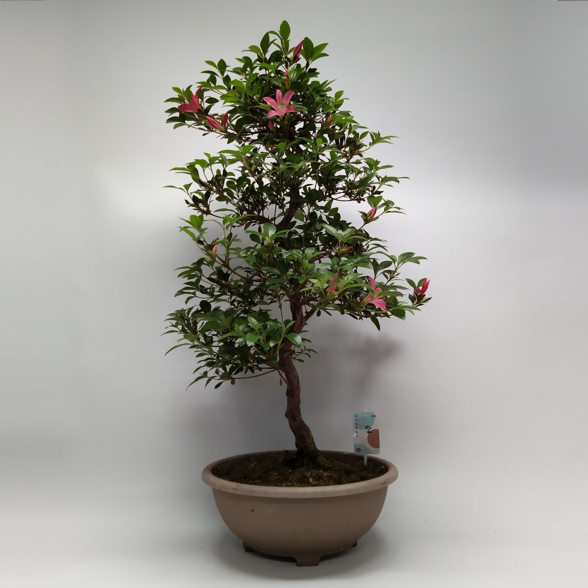 Satsuki Azalea 'A12' 30 cm (herkomst: Japan), D 30