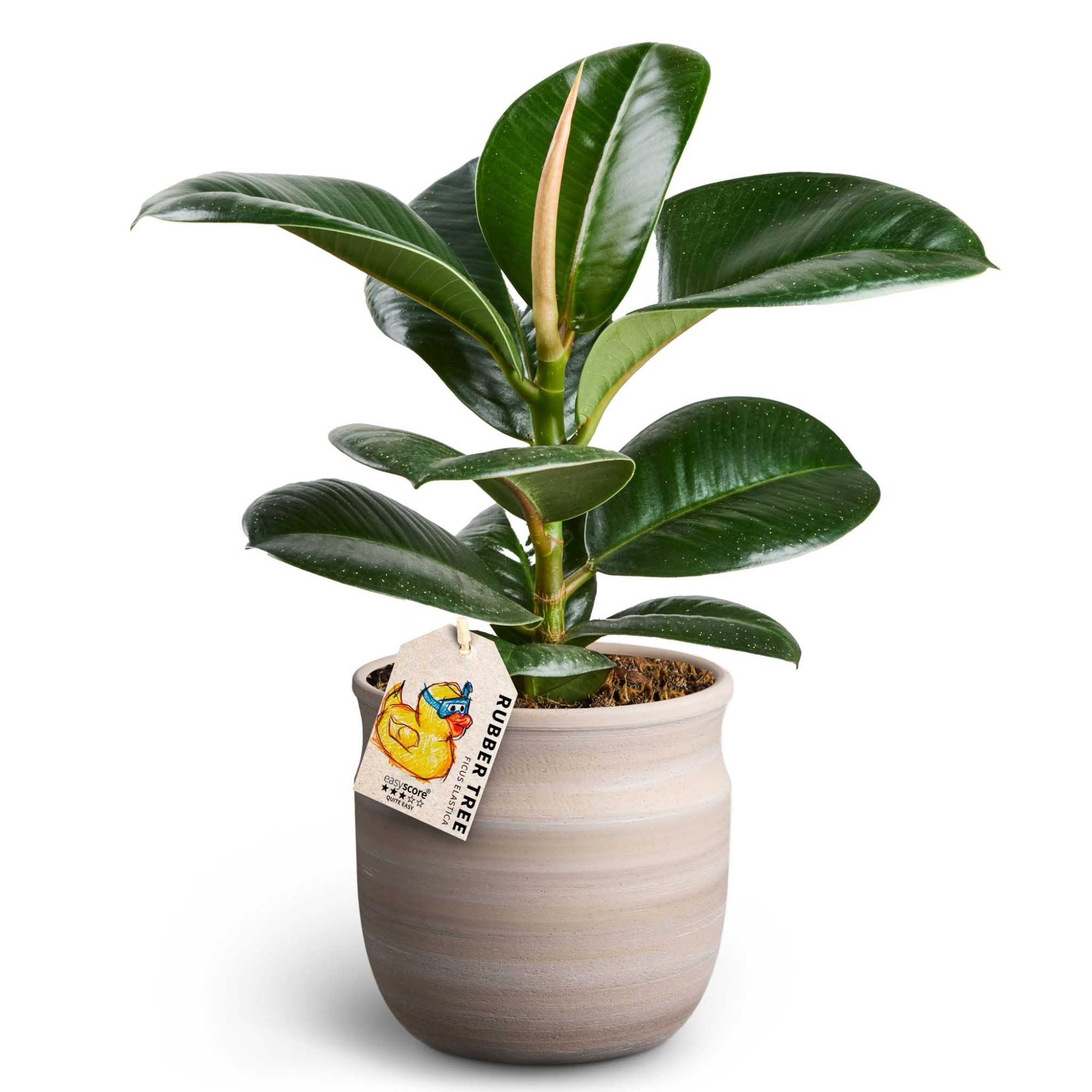 Maceta Sand, Ficus elastica ´Sofia', D 12 cm