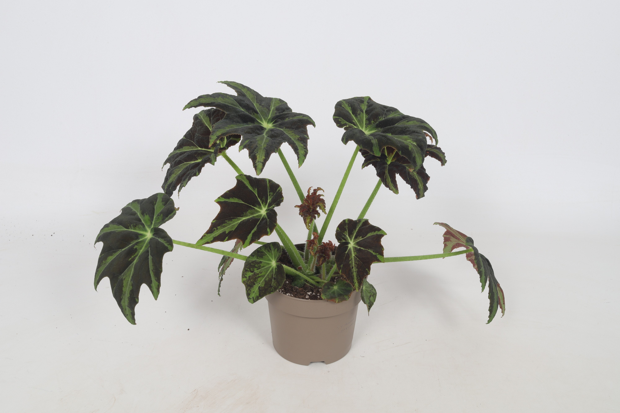 Begonia Draco 15cm, D 15 cm