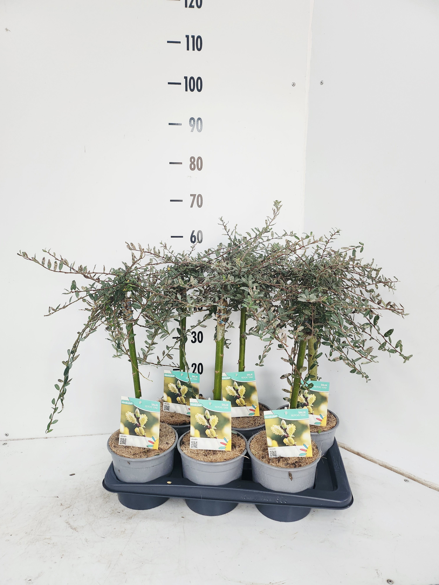 Salix repens Iona, D 17 cm