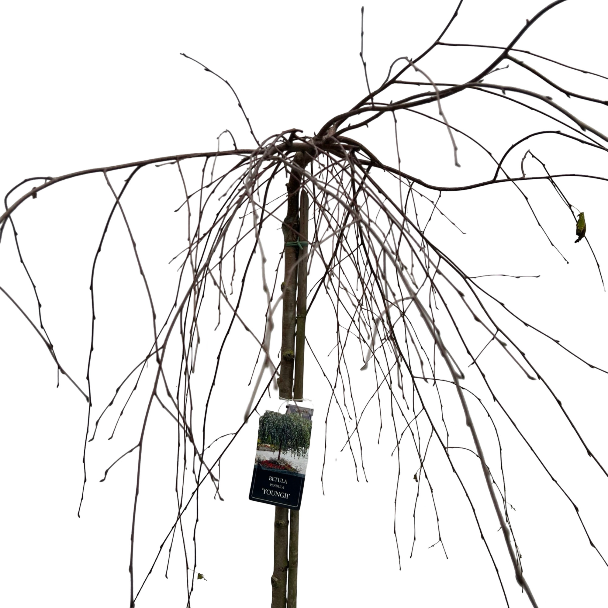 Betula pendula 'Youngii' 180 cm, D 38