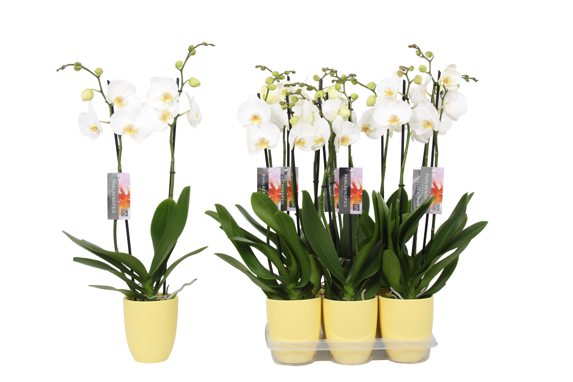 Phalaenopsis White, 2-spike Yellow Ceramics, D 12 cm
