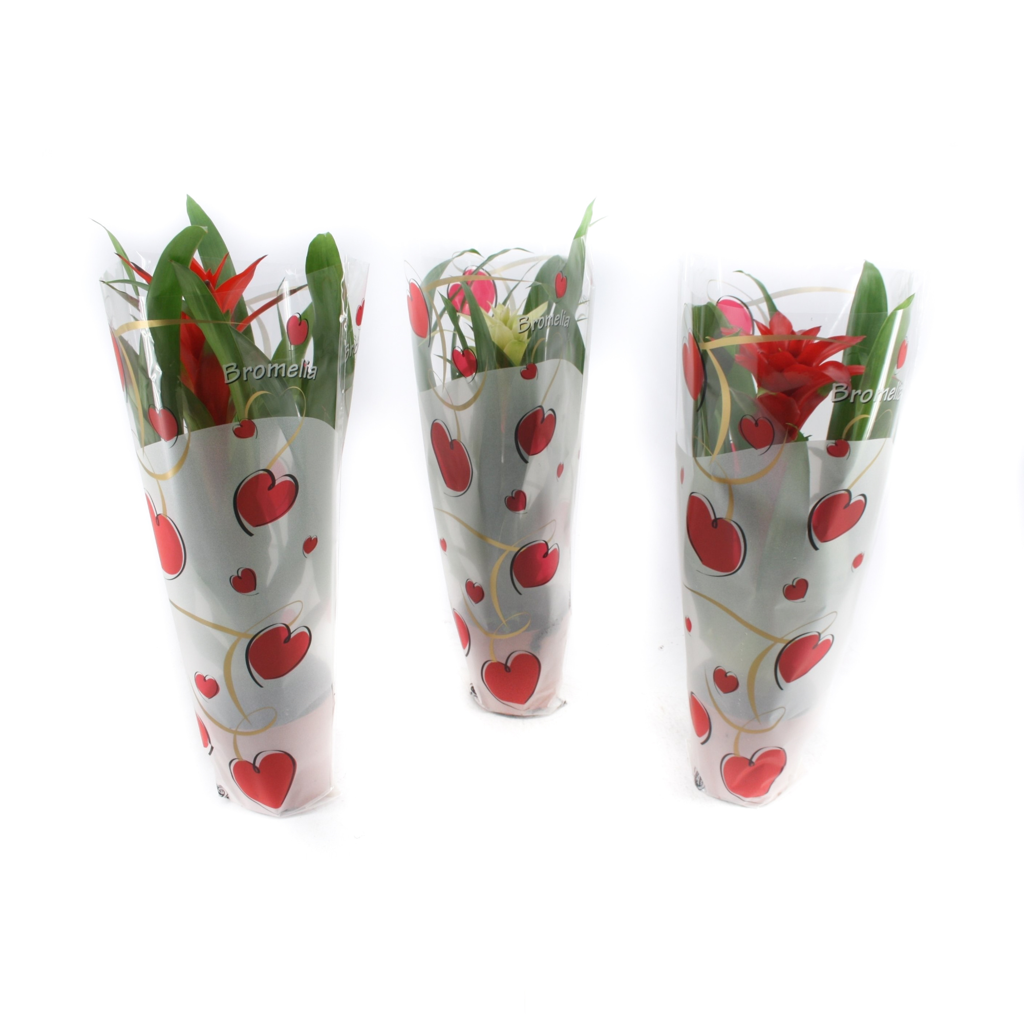 Guzmania mix in rode True love hartenhoes, D 12 cm