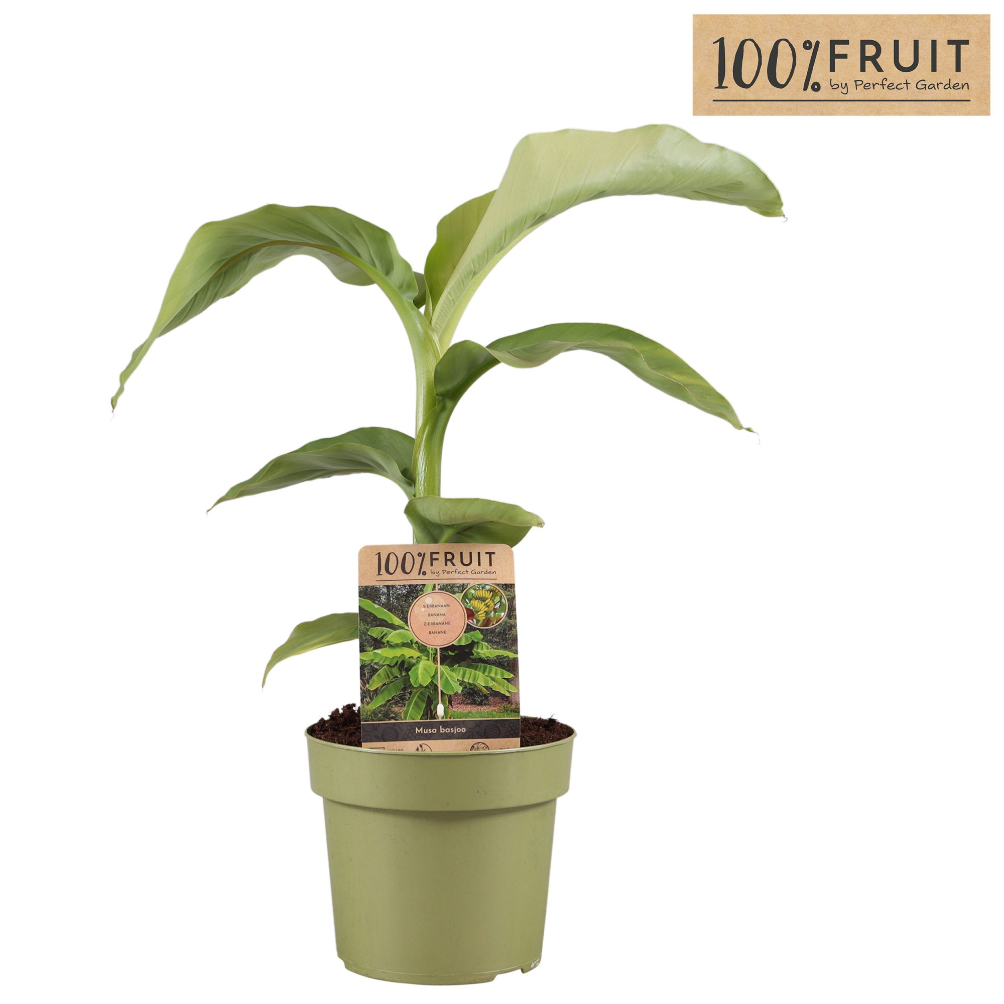 Musa Basjoo P21, D 21