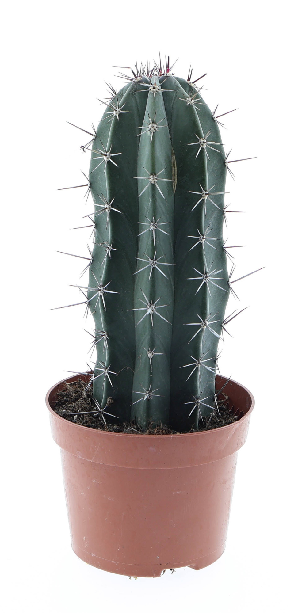 Lemaireocereus pruinosus E, D 12 cm