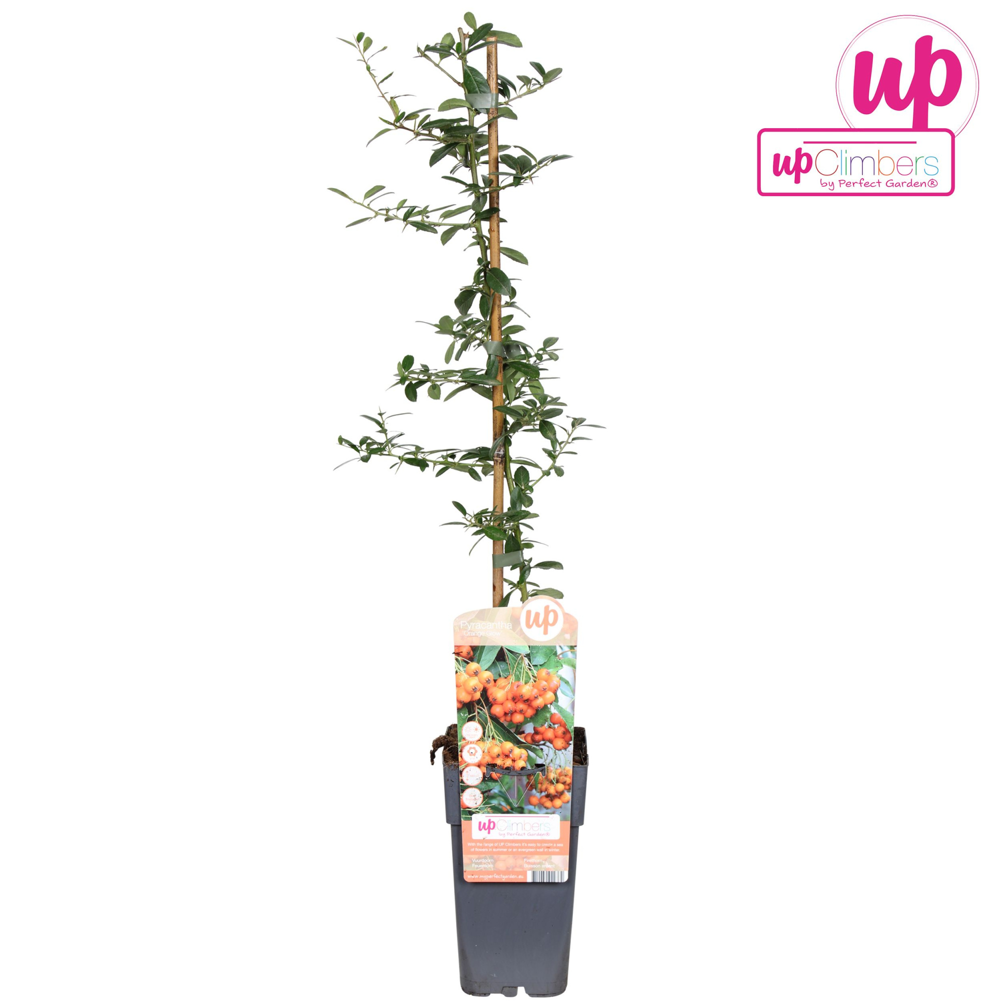 Pyracantha Orange Glow P15, D 15