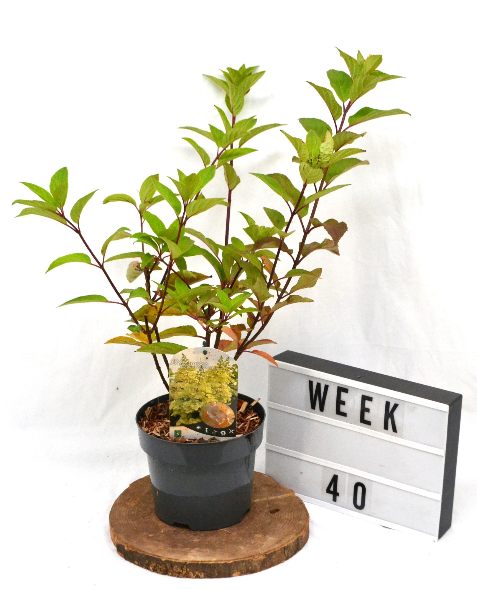 Hydrangea paniculata Candlelight C3 30-40, D 19 cm