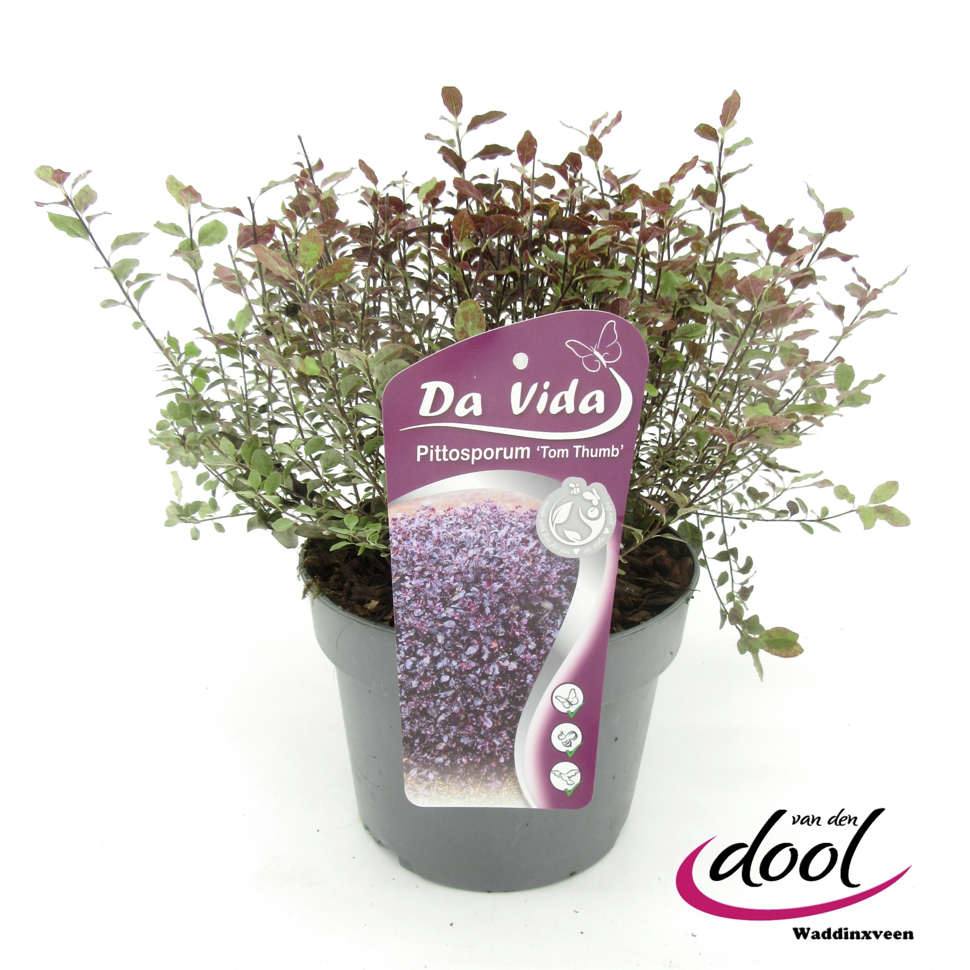 Pittosporum Tom Thumb, D 19