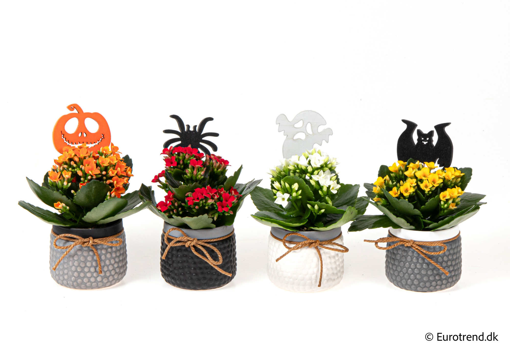 Kalanchoe in Halloween ceramic 2025, D 6 cm