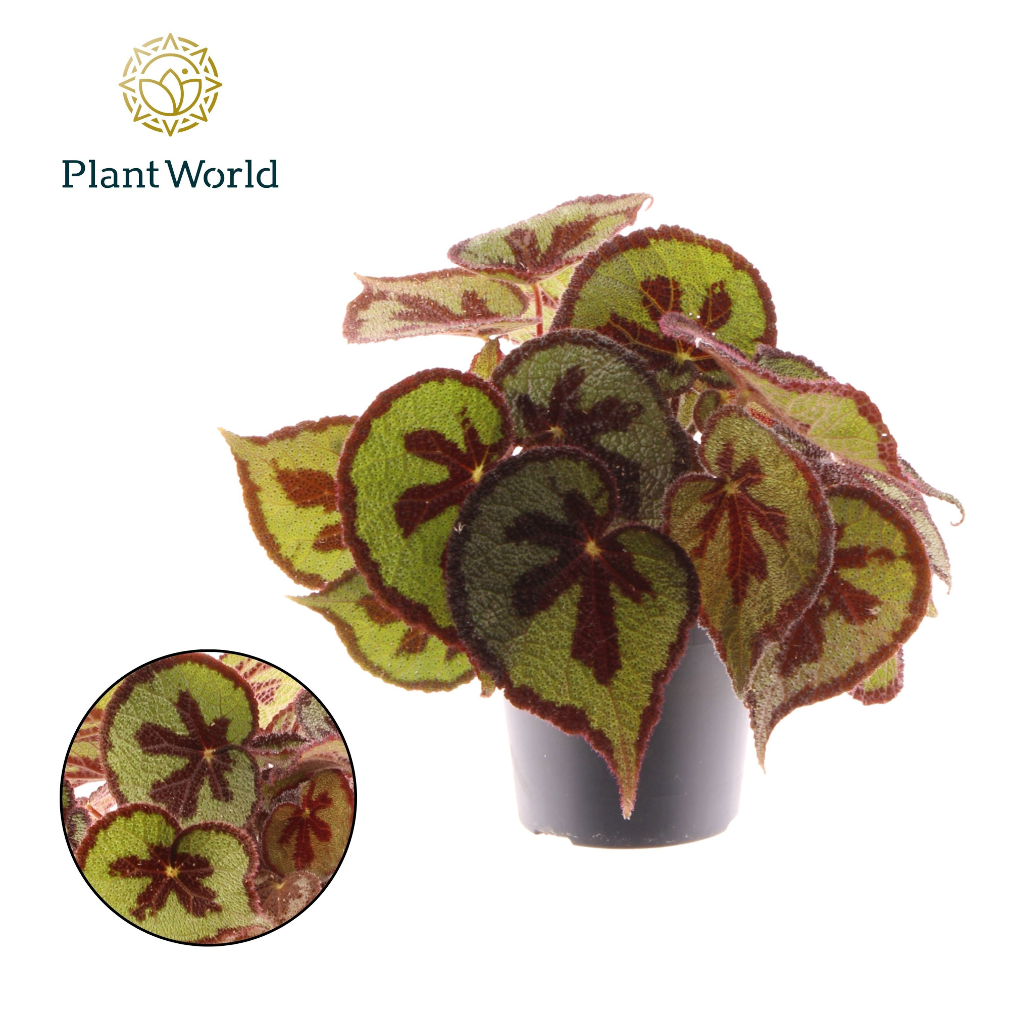 Begonia Masoniana Mountain, D 14 cm