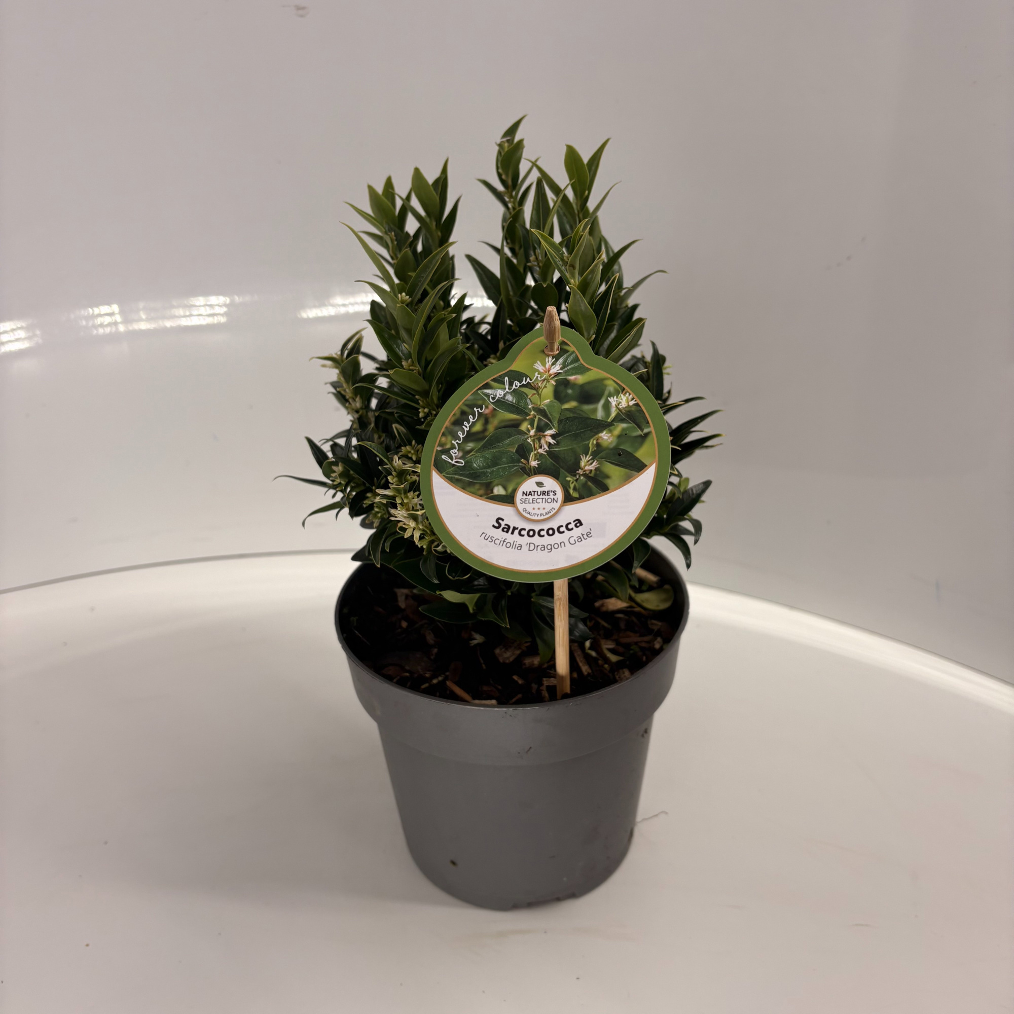 Sarcococca ruscifolia 'Dragon Gate', D 17